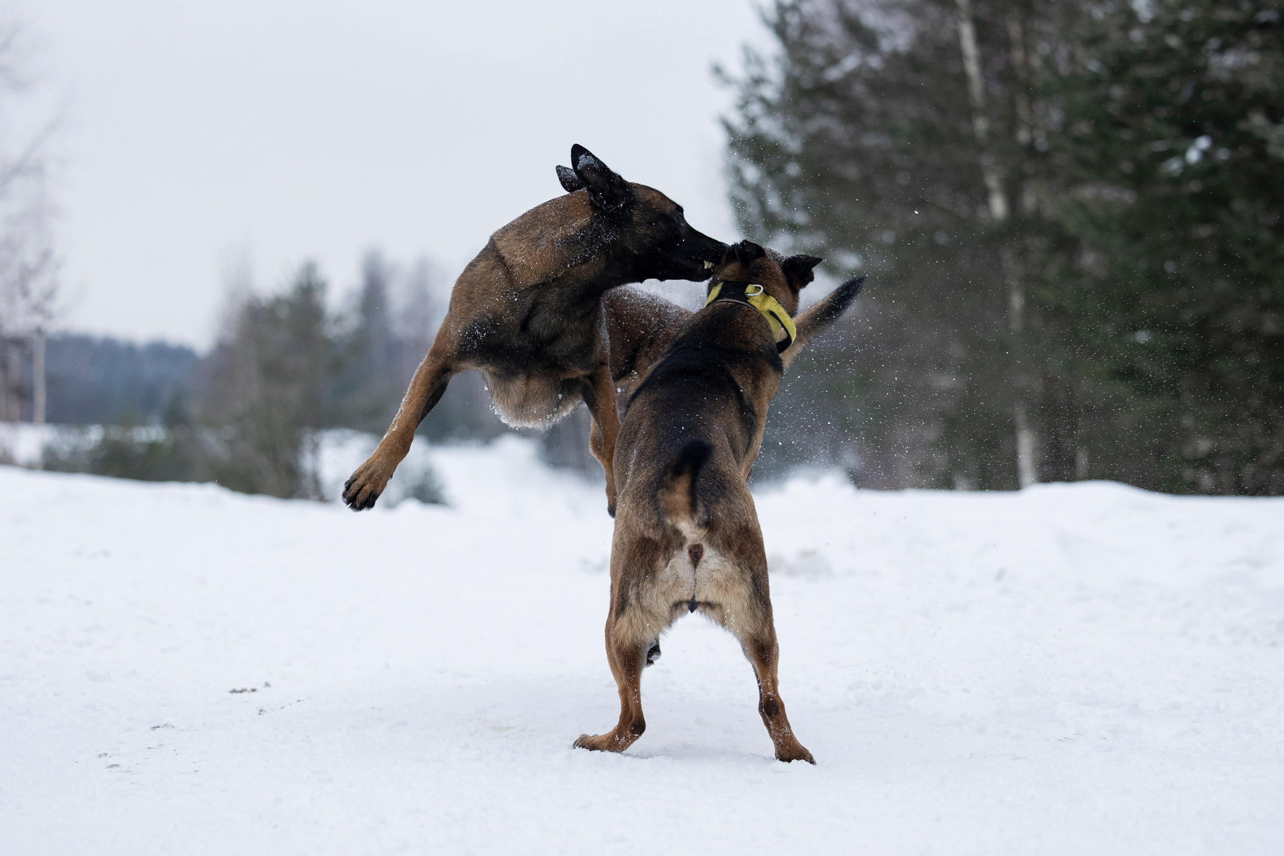 Цедра и Рики. Фотограф-анималист Анна Маринич