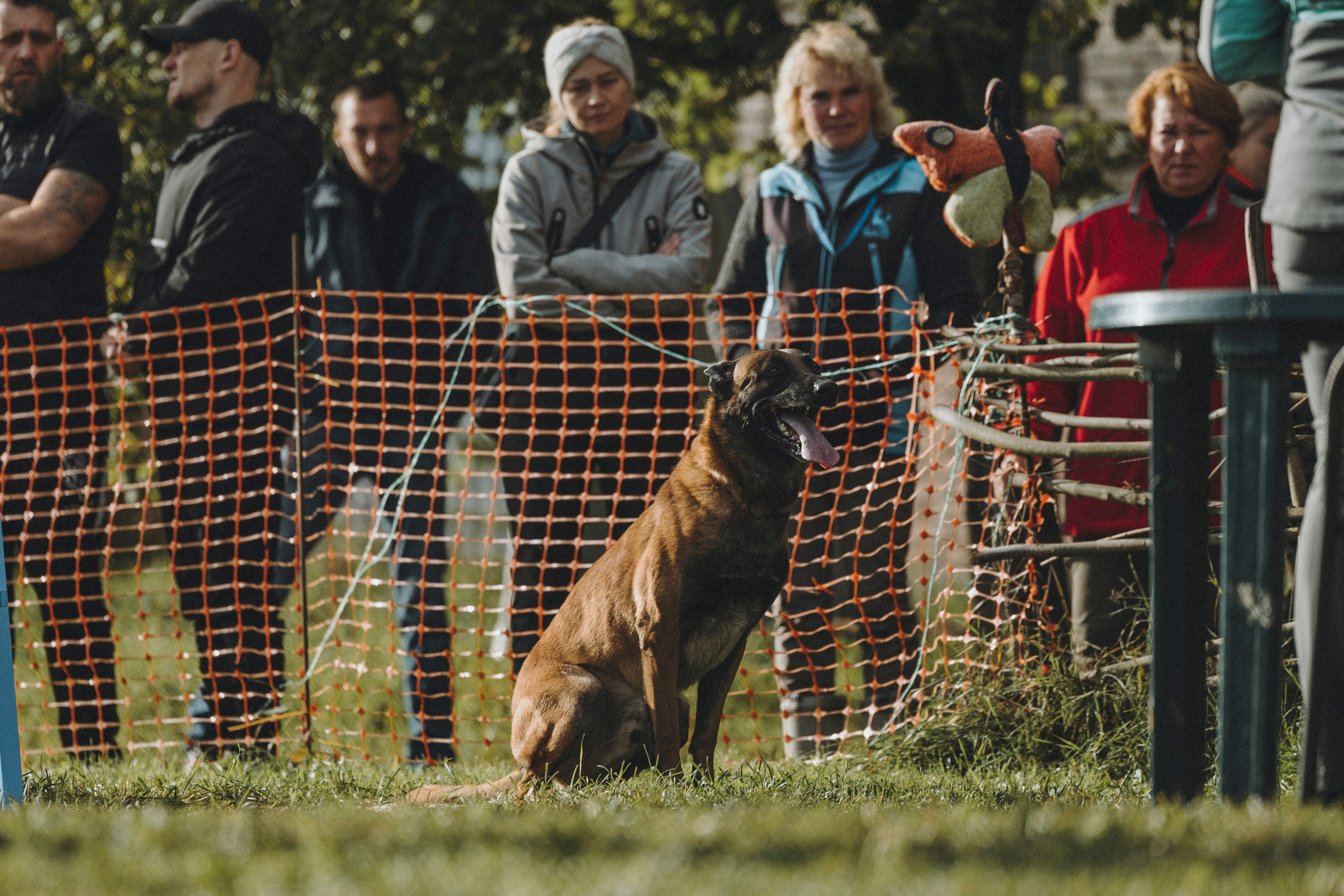 Испытания по мондьорингу г. Пушкин 29.09.2024. Фотограф-анималист Анна Маринич