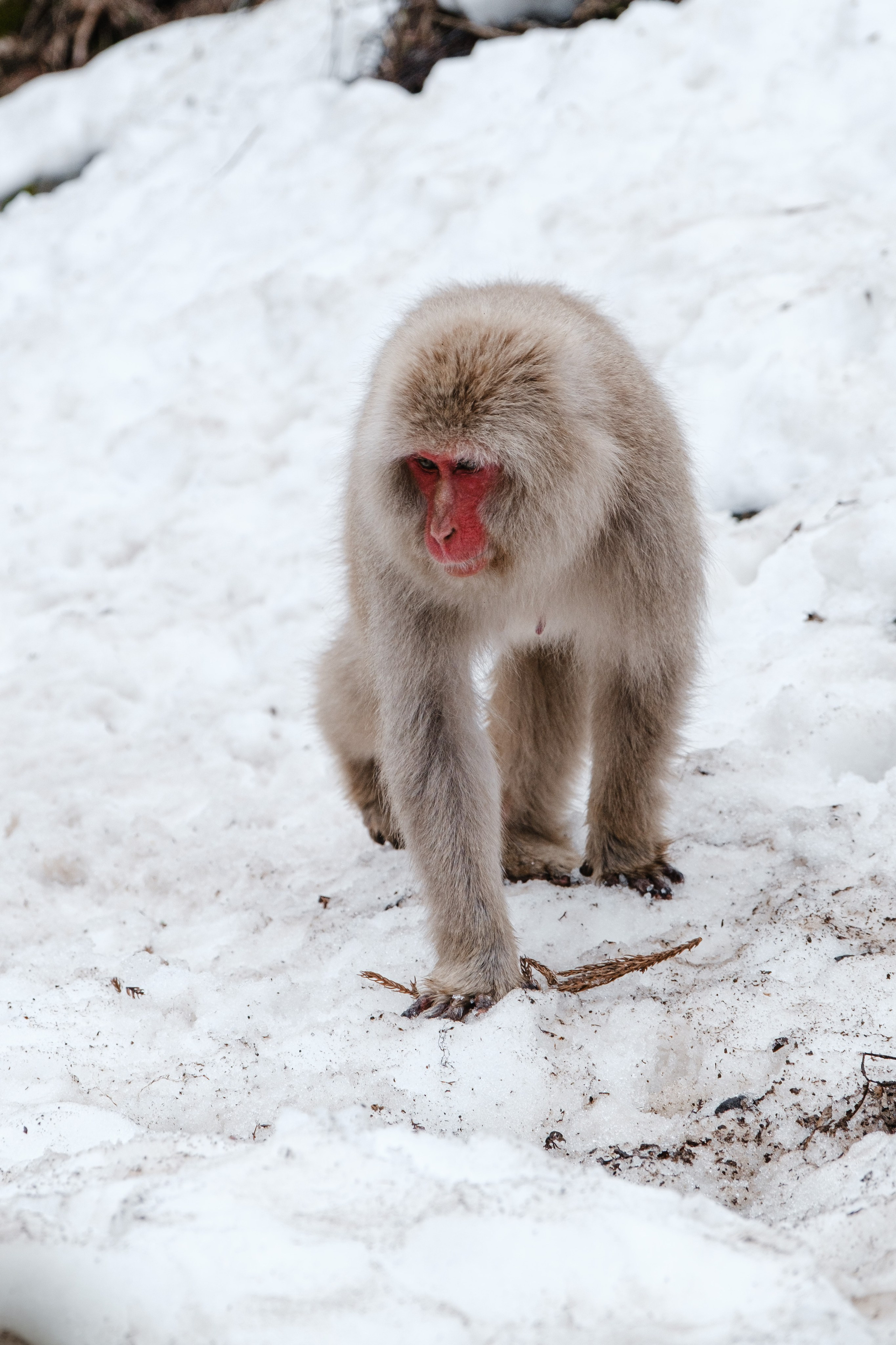 Невероятная Япония: Сезон Цветение Сакуры. Свадебный и Студийный фотограф из Казахстана Артем Орлянский