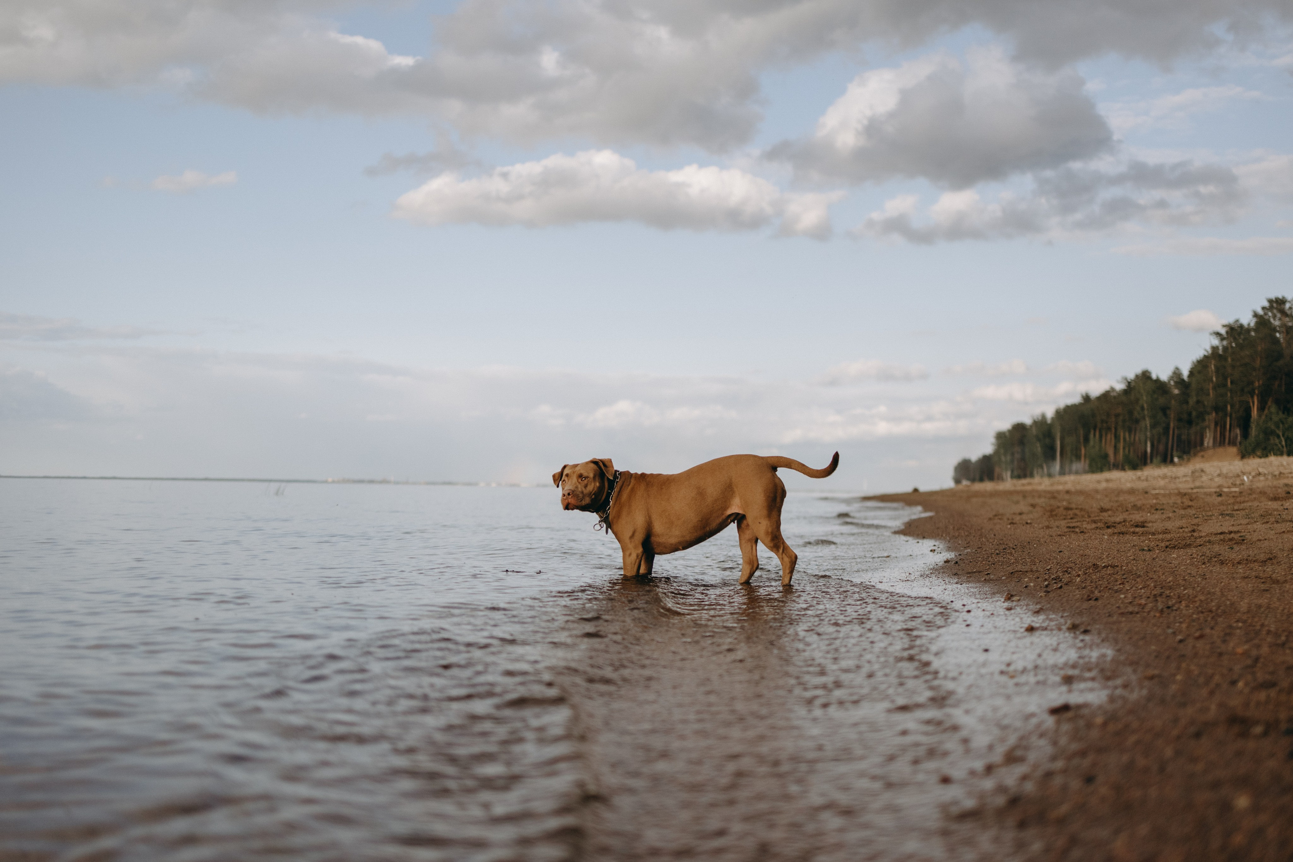 Бонни и ее семья. Фотограф — Анималист | Санкт-Петербург