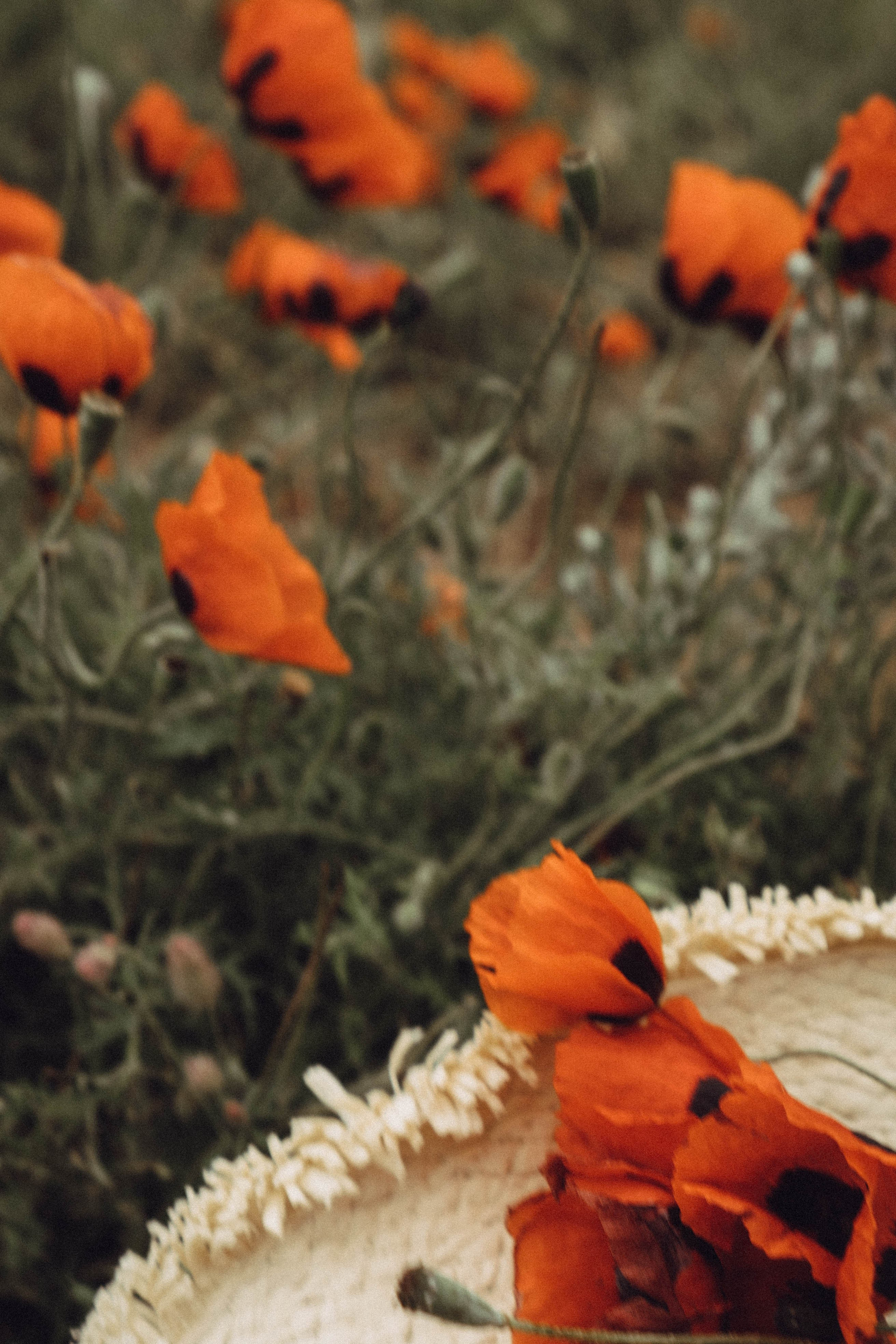 Кавказ. Профессиональный фотограф, Санкт-Петербург — Виктория Богомолова