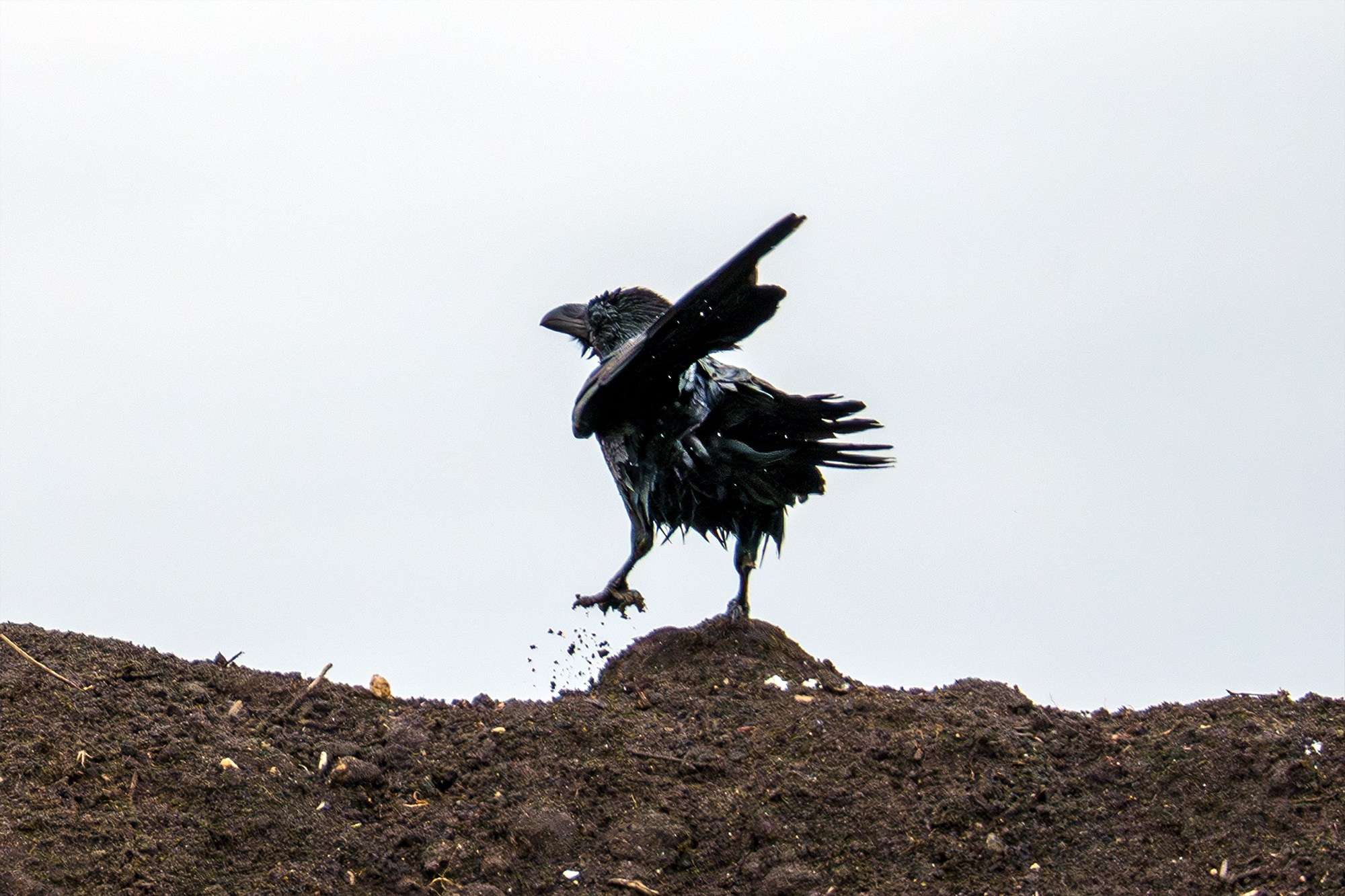 Удивительные мир птиц. Вокруг нас столько прекрасного — присмотритесь!. Ваш личный фотограф Марина Волкова