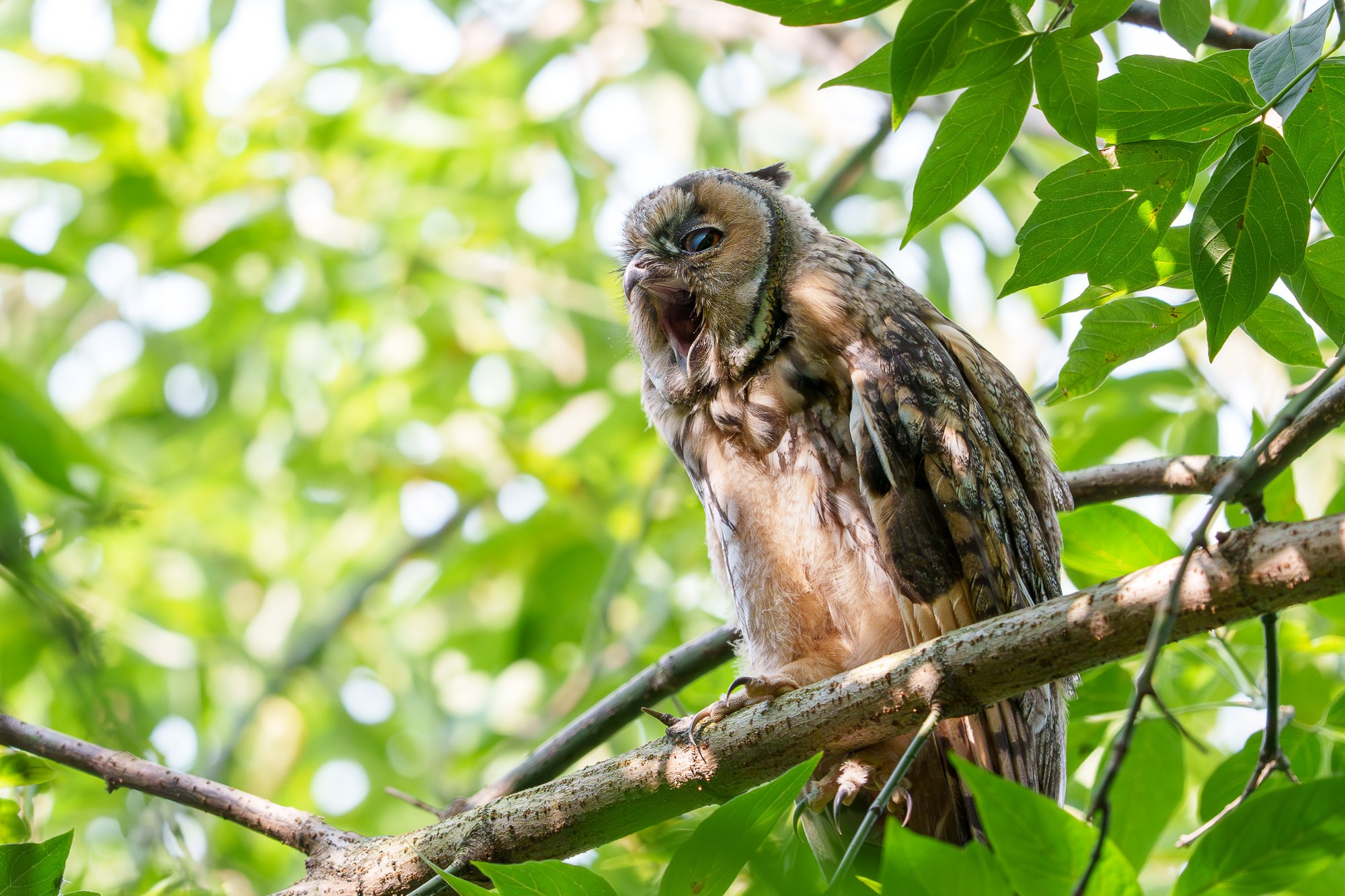 Удивительные мир птиц. Вокруг нас столько прекрасного — присмотритесь!. Ваш личный фотограф Марина Волкова
