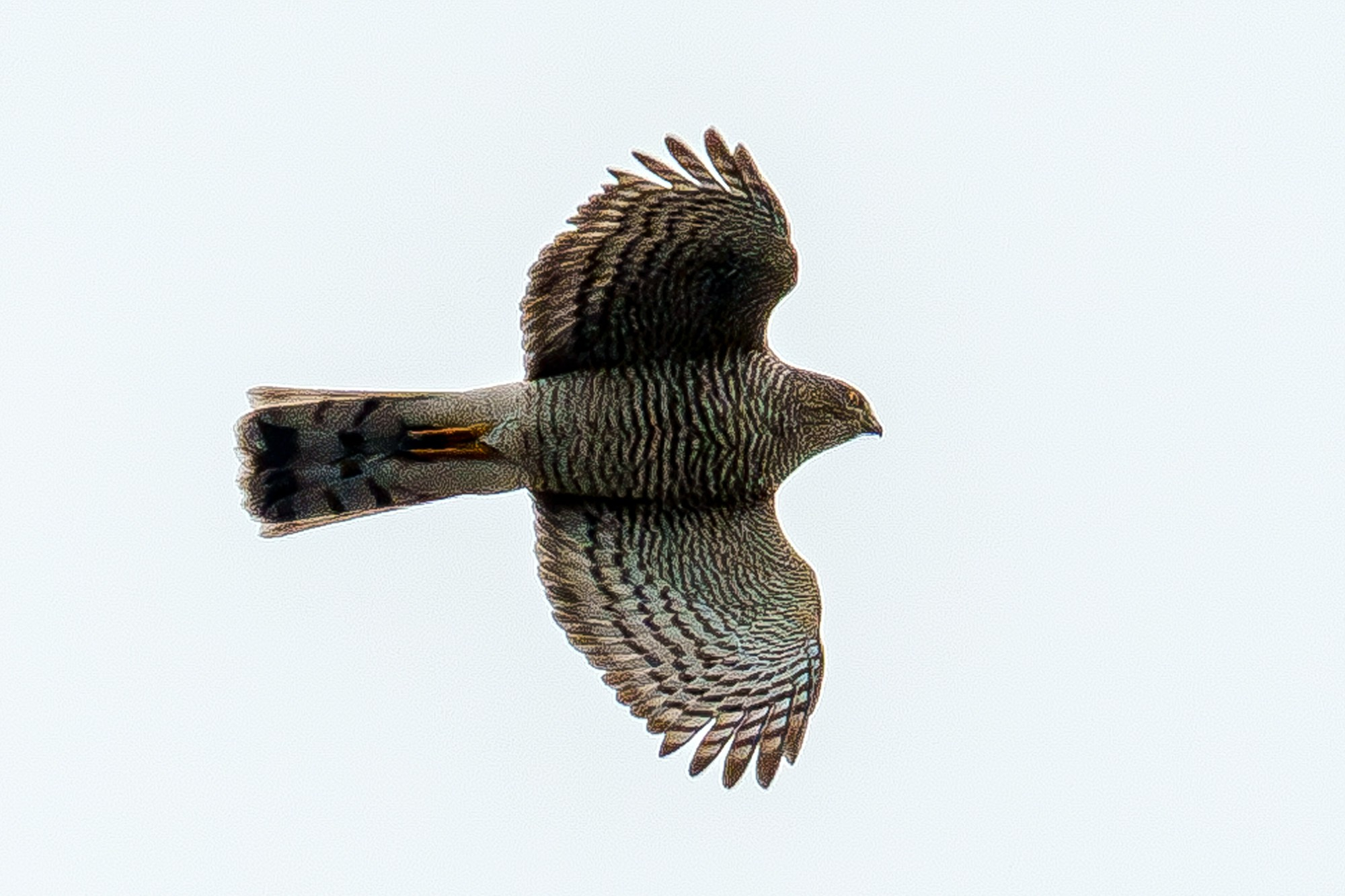 Удивительные мир птиц. Вокруг нас столько прекрасного — присмотритесь!. Ваш личный фотограф Марина Волкова