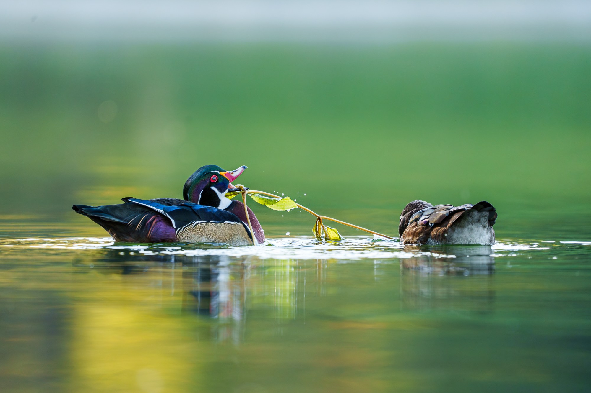 Удивительные мир птиц. Вокруг нас столько прекрасного — присмотритесь!. Ваш личный фотограф Марина Волкова