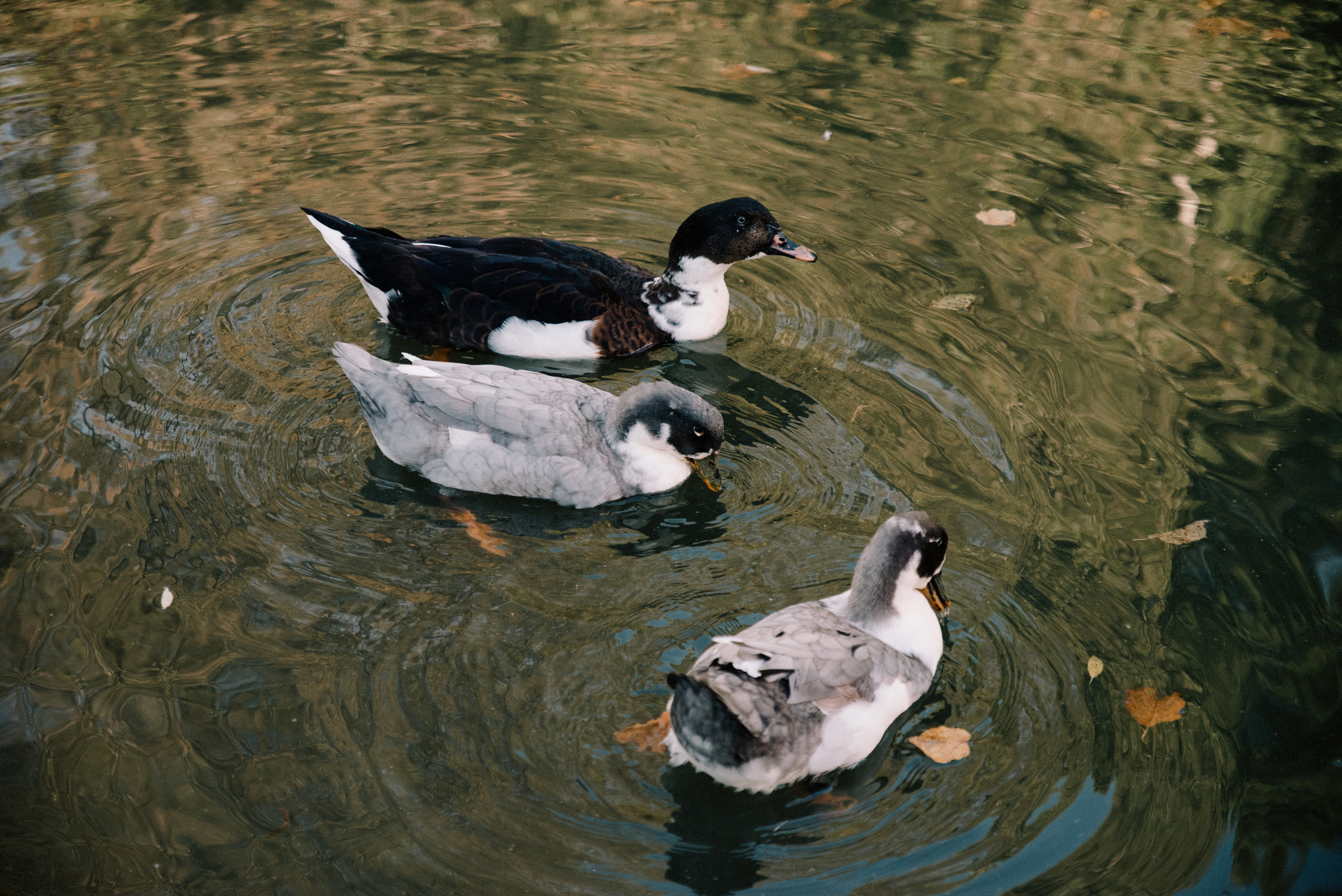 По полям взявшись за руки. Свадебный фотограф в Калуге Алексей Климов