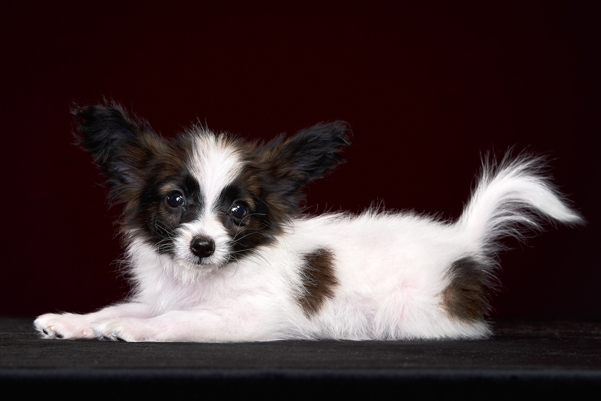 Фотосъемка животных