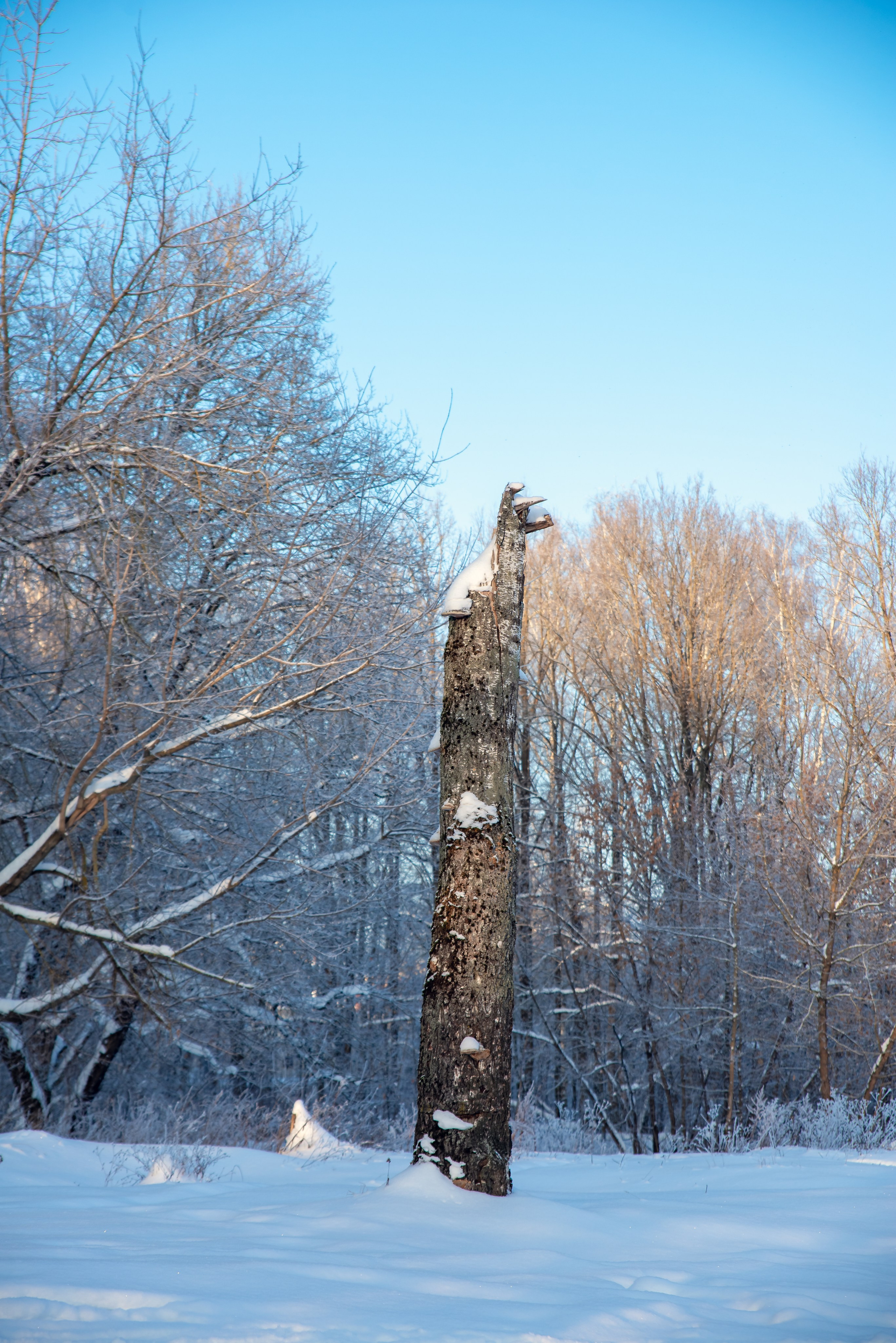 Зимушка зима. Фотограф Крещение Венчание Москва