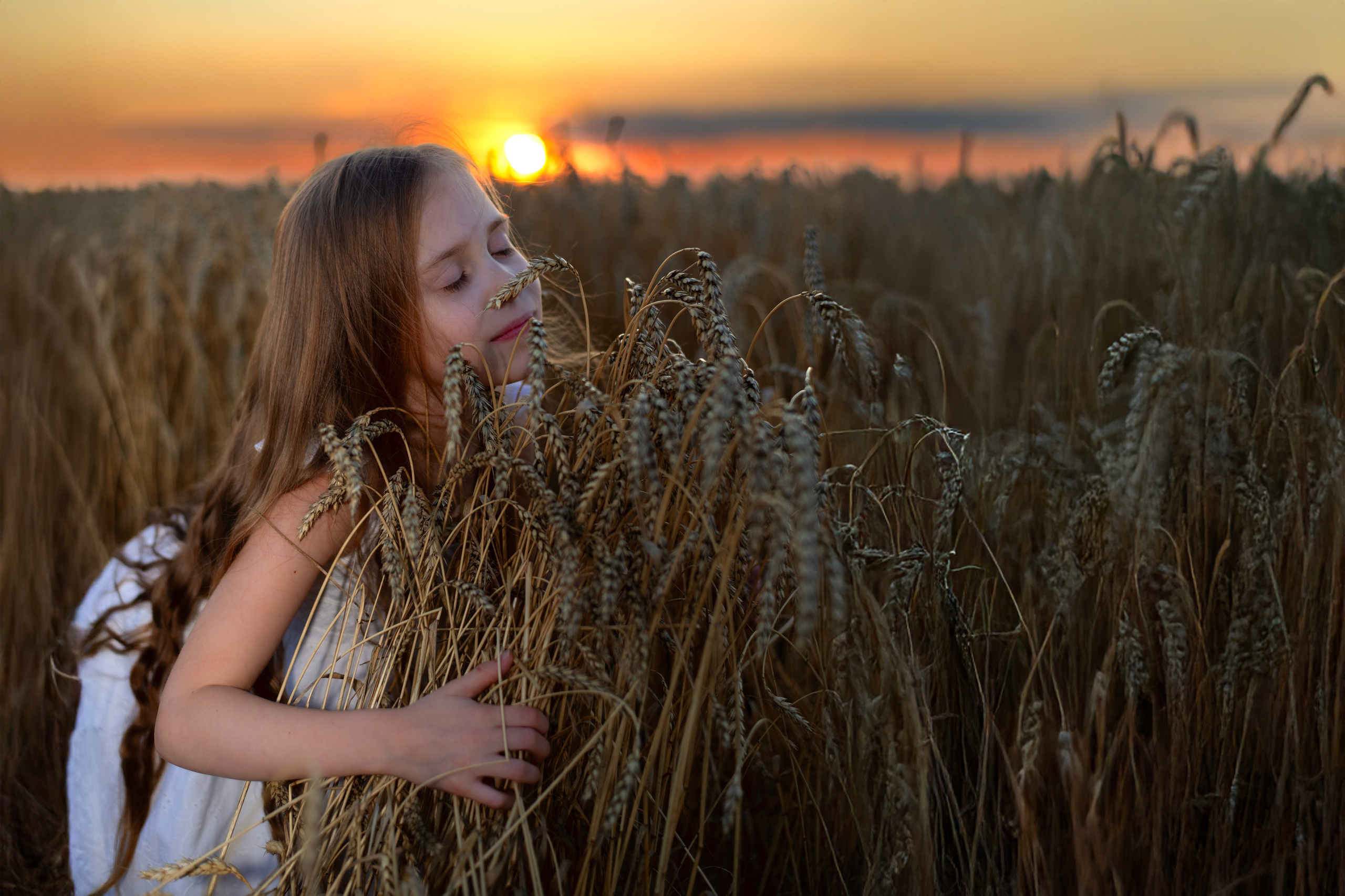 Поле пшеницы. Главная