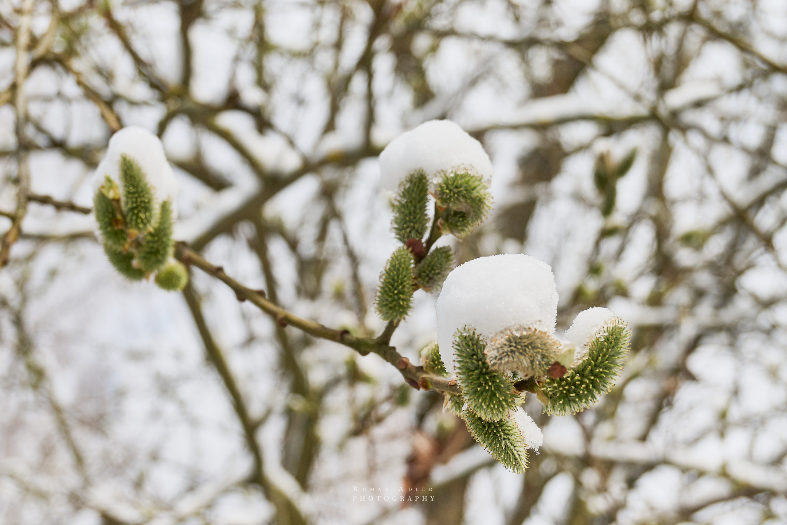Апрельский снег. Москва 2025. Фотограф Роман Адлер