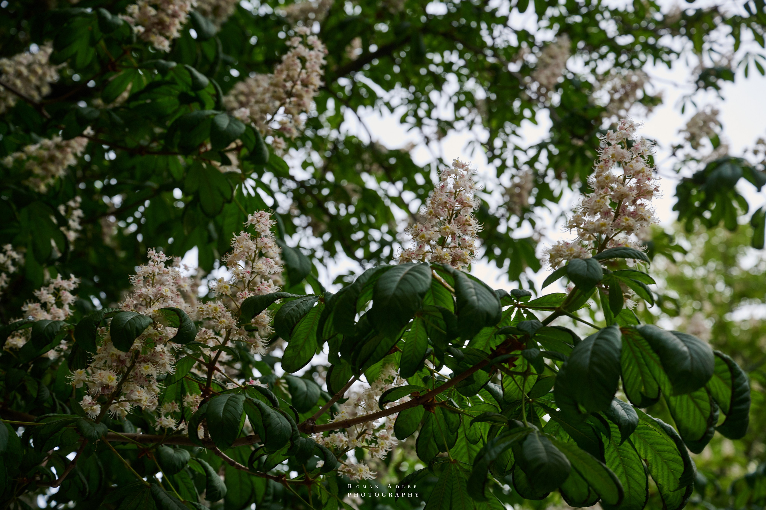 Воронеж. Май 2025. Фотограф Роман Адлер