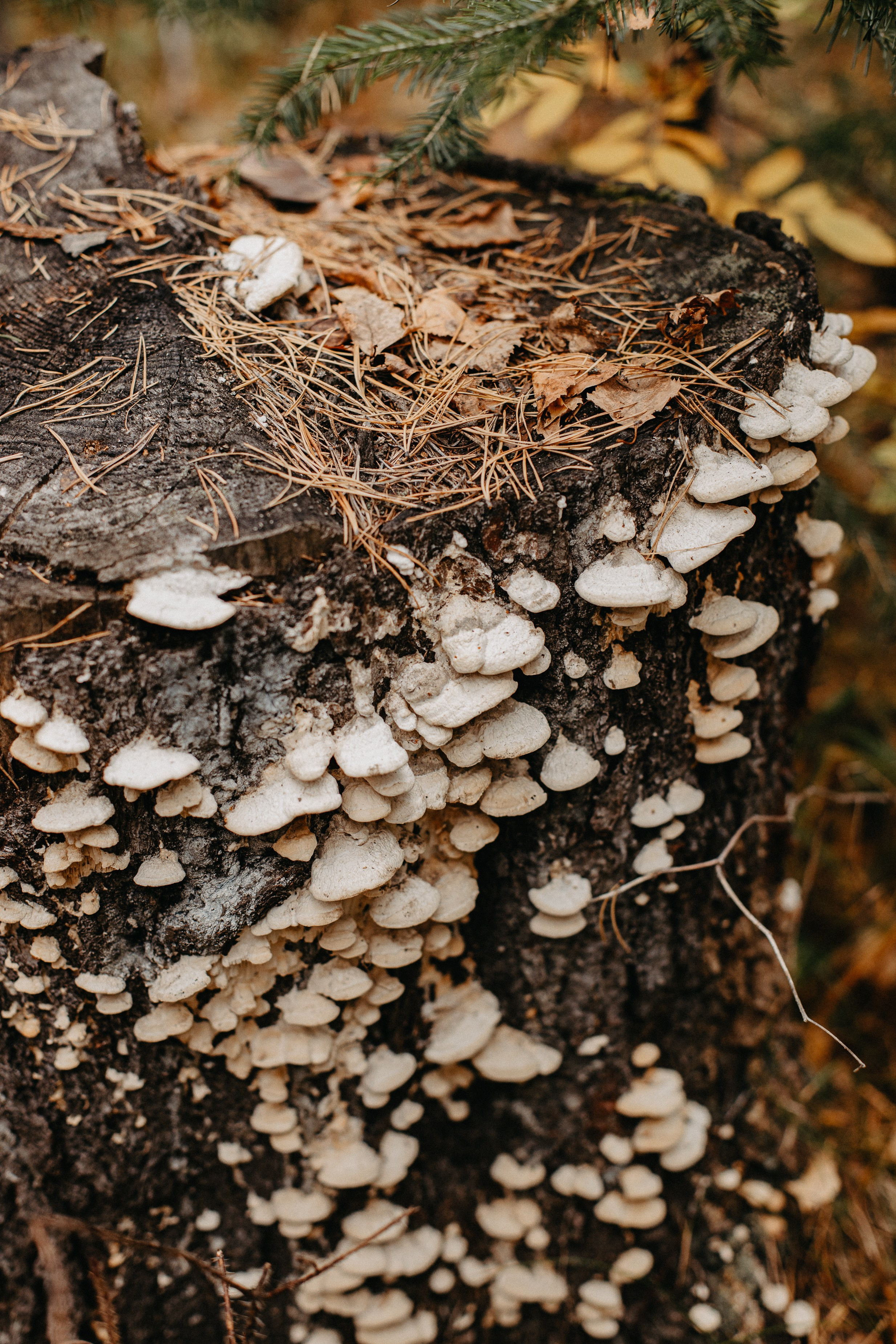 Семь Братьев. Семейный фотограф Трусова Евгения в Екатеринбурге