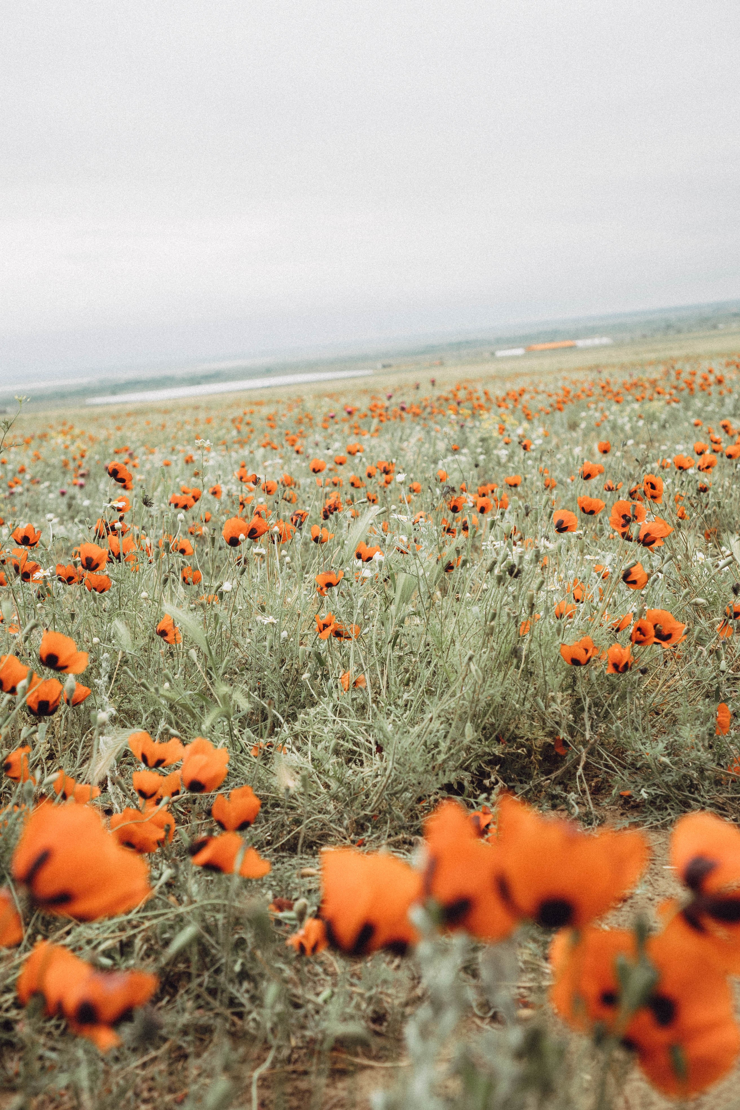 Кавказ. Профессиональный фотограф, Санкт-Петербург — Виктория Богомолова
