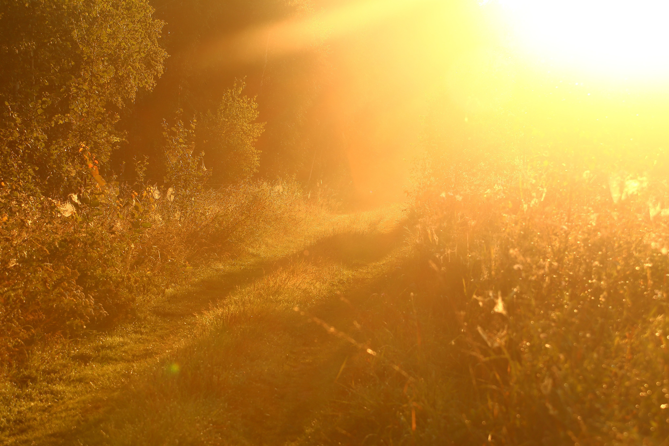 Туманным утром. Свадебный и репортажный фотограф в Ярославле и Санкт-Петербурге Роман Микрюков