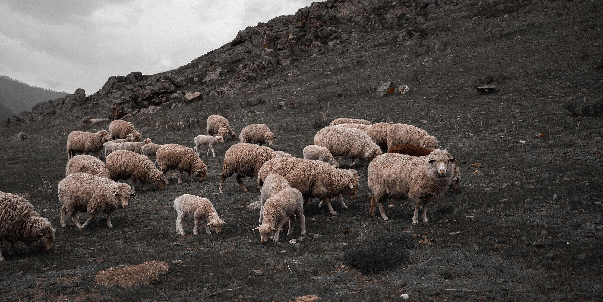 Art portfolio. AleSeeva