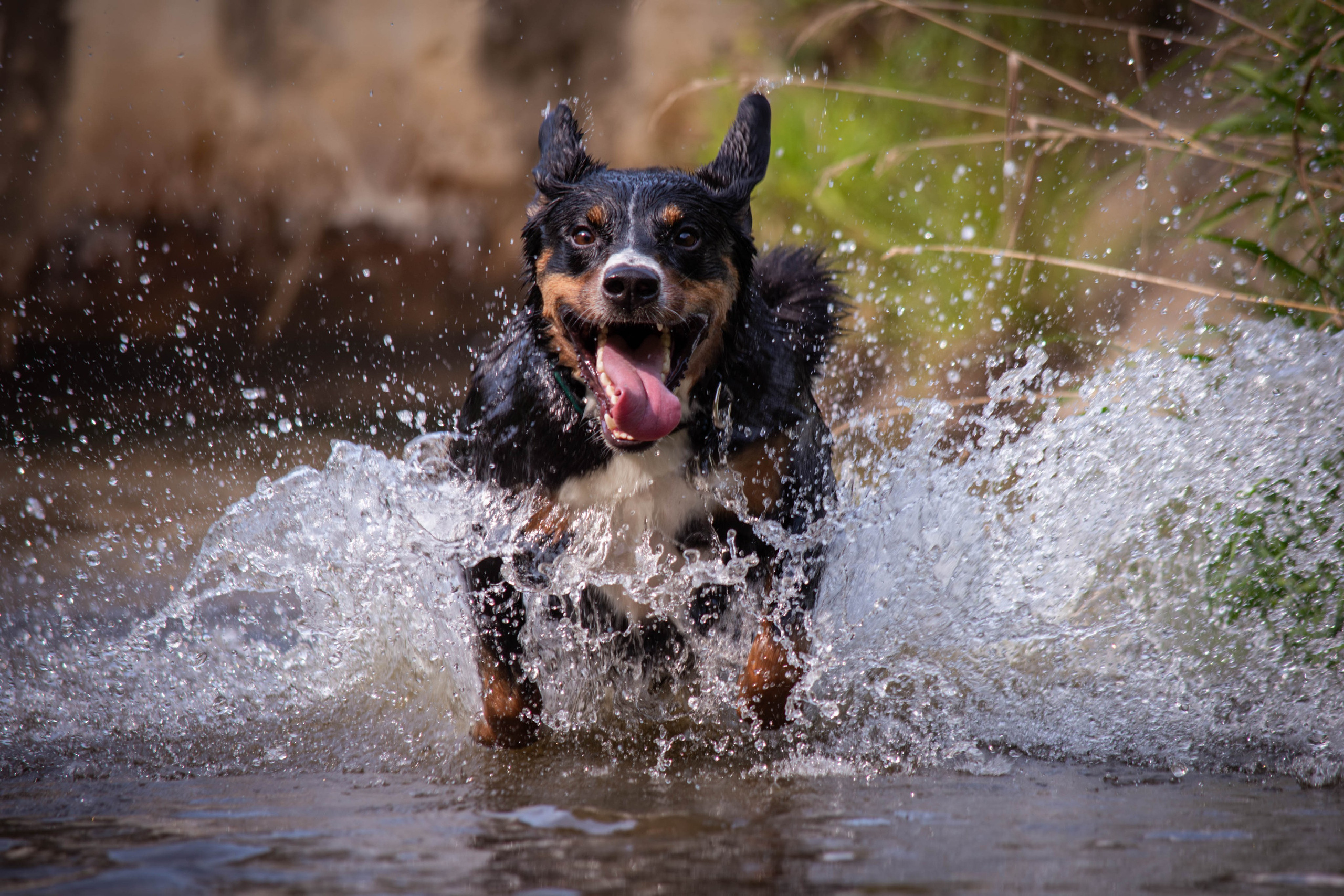 Микки и Юля. Фотограф Светлана Блинова, Москва и Московская область