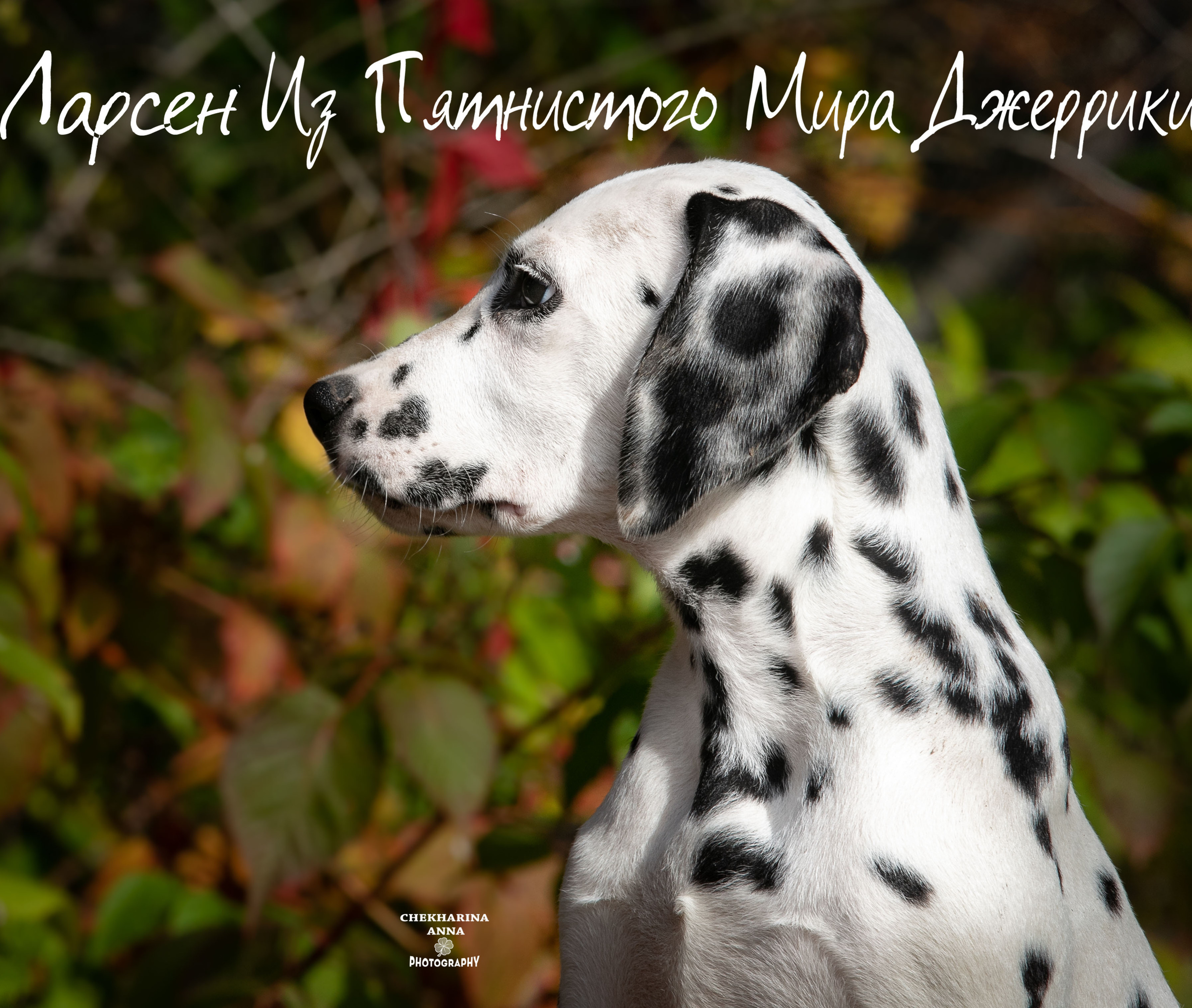 Ларсен. Профессиональный фотограф Чехарина Анна / pro photographer Chekharina