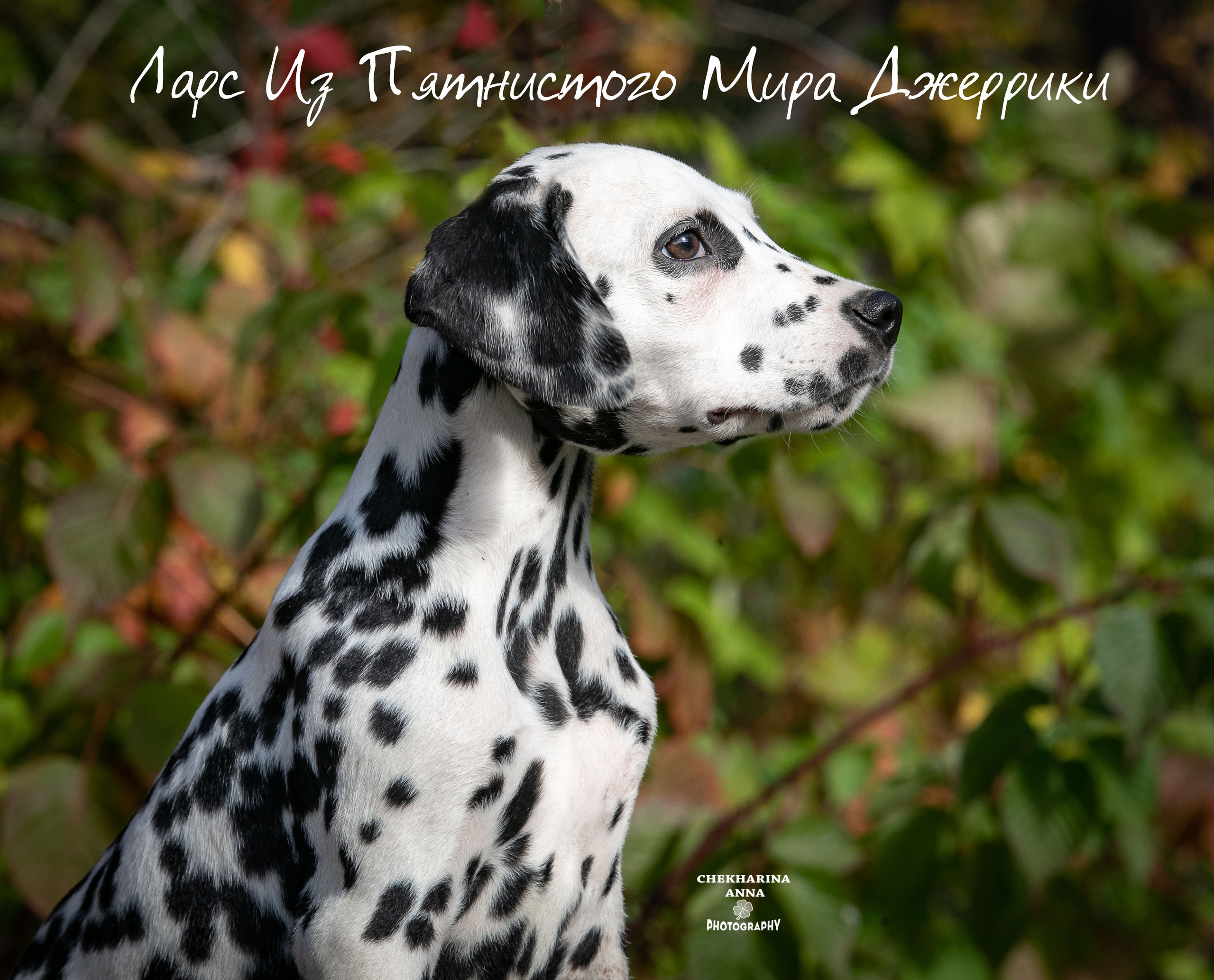 Ларс. Профессиональный фотограф Чехарина Анна / pro photographer Chekharina