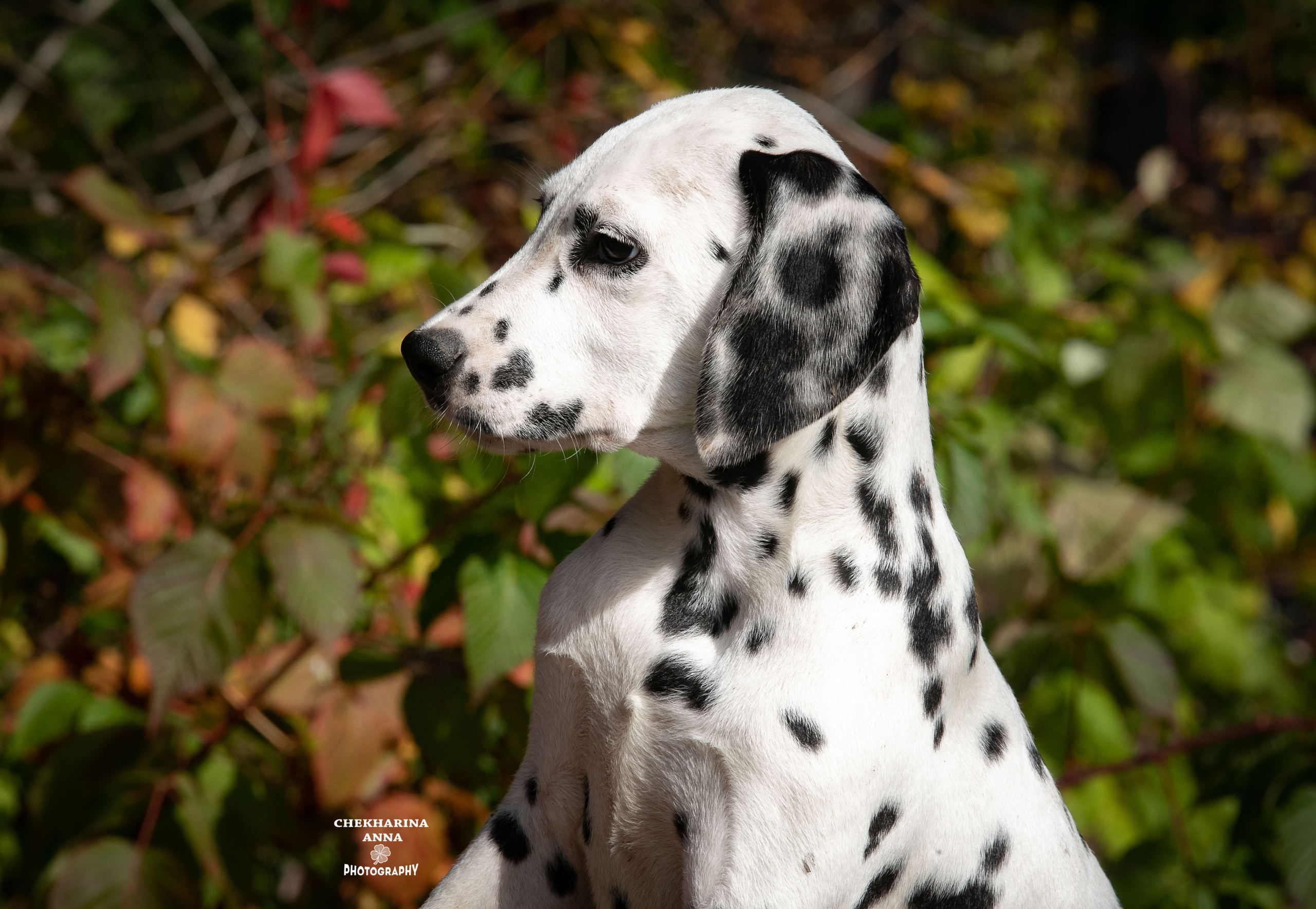 Ларсен. Профессиональный фотограф Чехарина Анна / pro photographer Chekharina