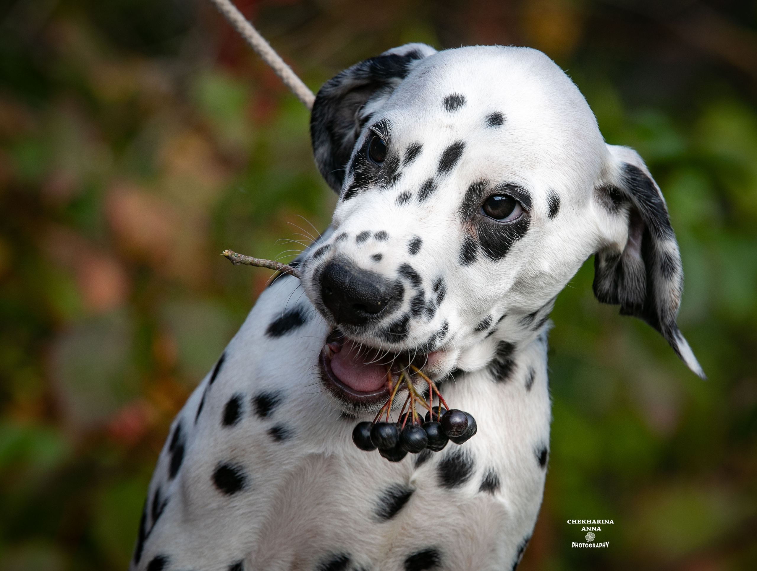 Гранд. Профессиональный фотограф Чехарина Анна / pro photographer Chekharina