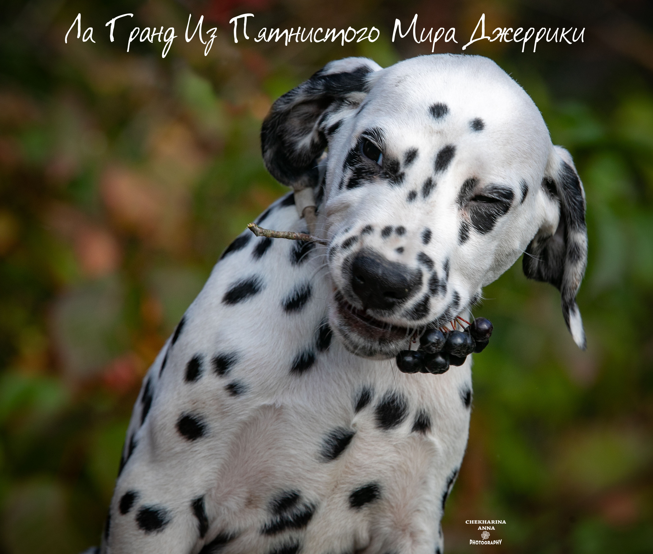 Гранд. Профессиональный фотограф Чехарина Анна / pro photographer Chekharina