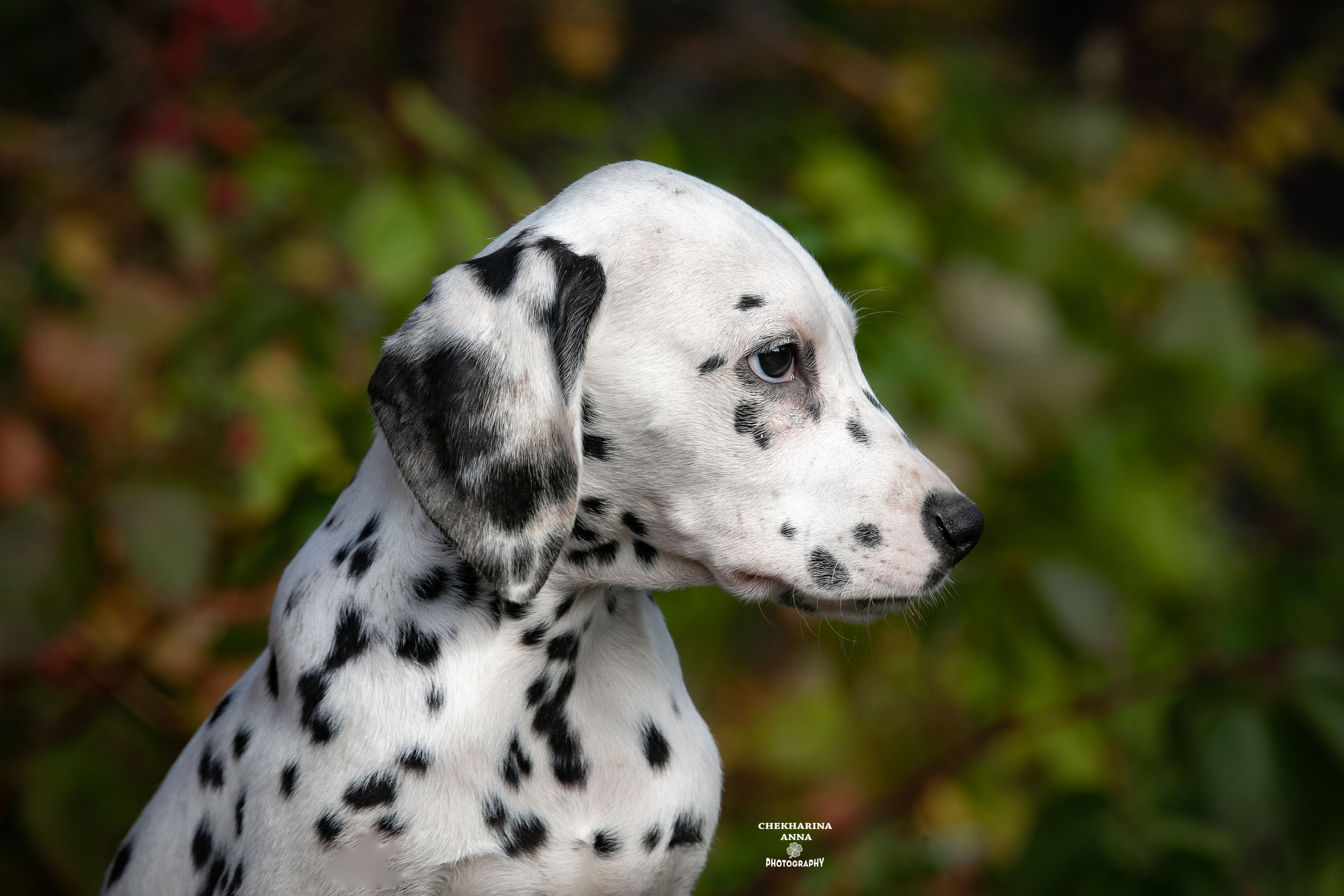 Леон Из Пятнистого Мира Джеррики. Профессиональный фотограф Чехарина Анна / pro photographer Chekharina