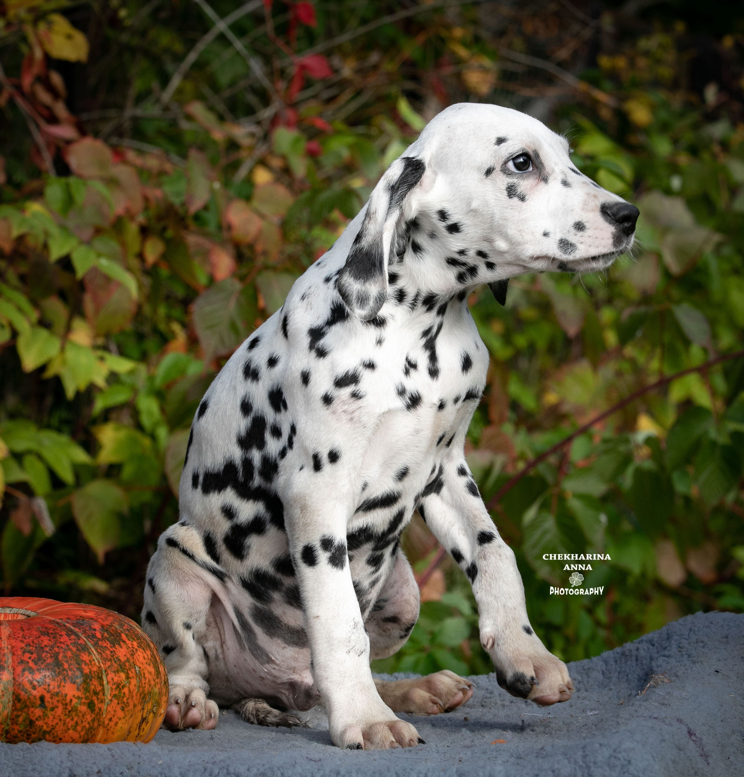 Леон Из Пятнистого Мира Джеррики. Профессиональный фотограф Чехарина Анна / pro photographer Chekharina
