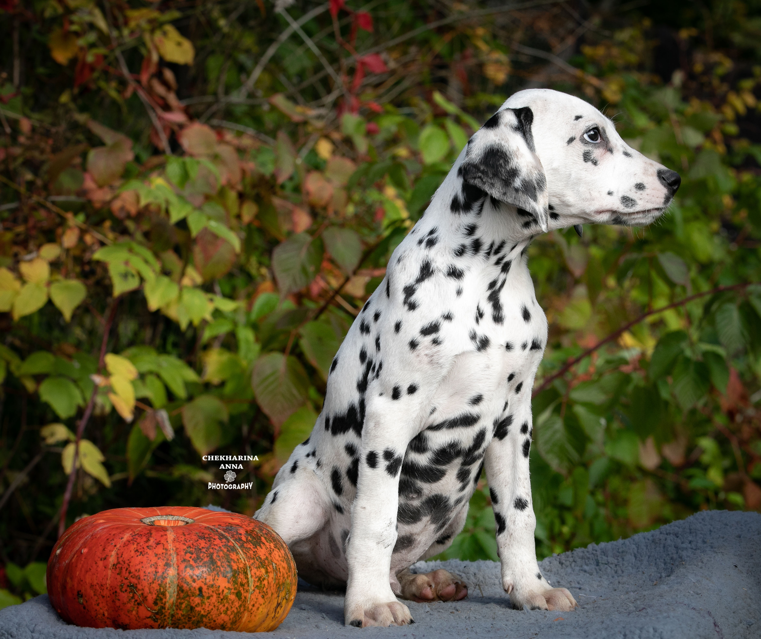 Леон Из Пятнистого Мира Джеррики. Профессиональный фотограф Чехарина Анна / pro photographer Chekharina