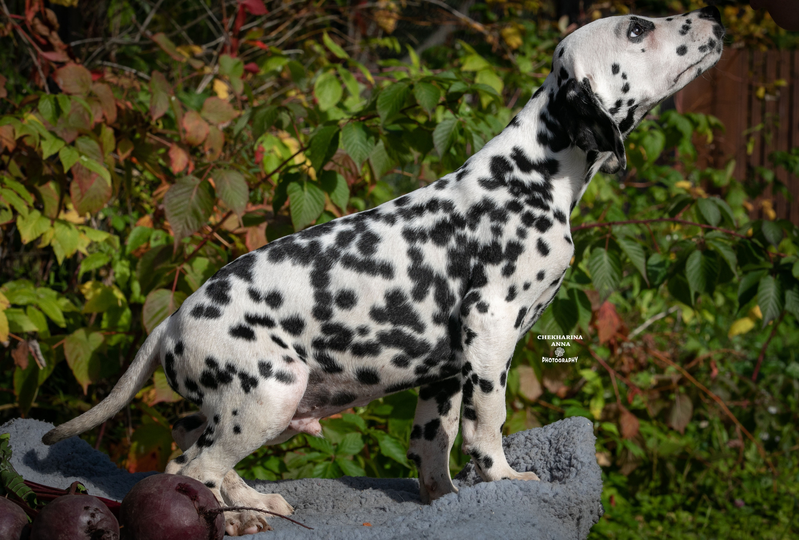 Ларс. Профессиональный фотограф Чехарина Анна / pro photographer Chekharina