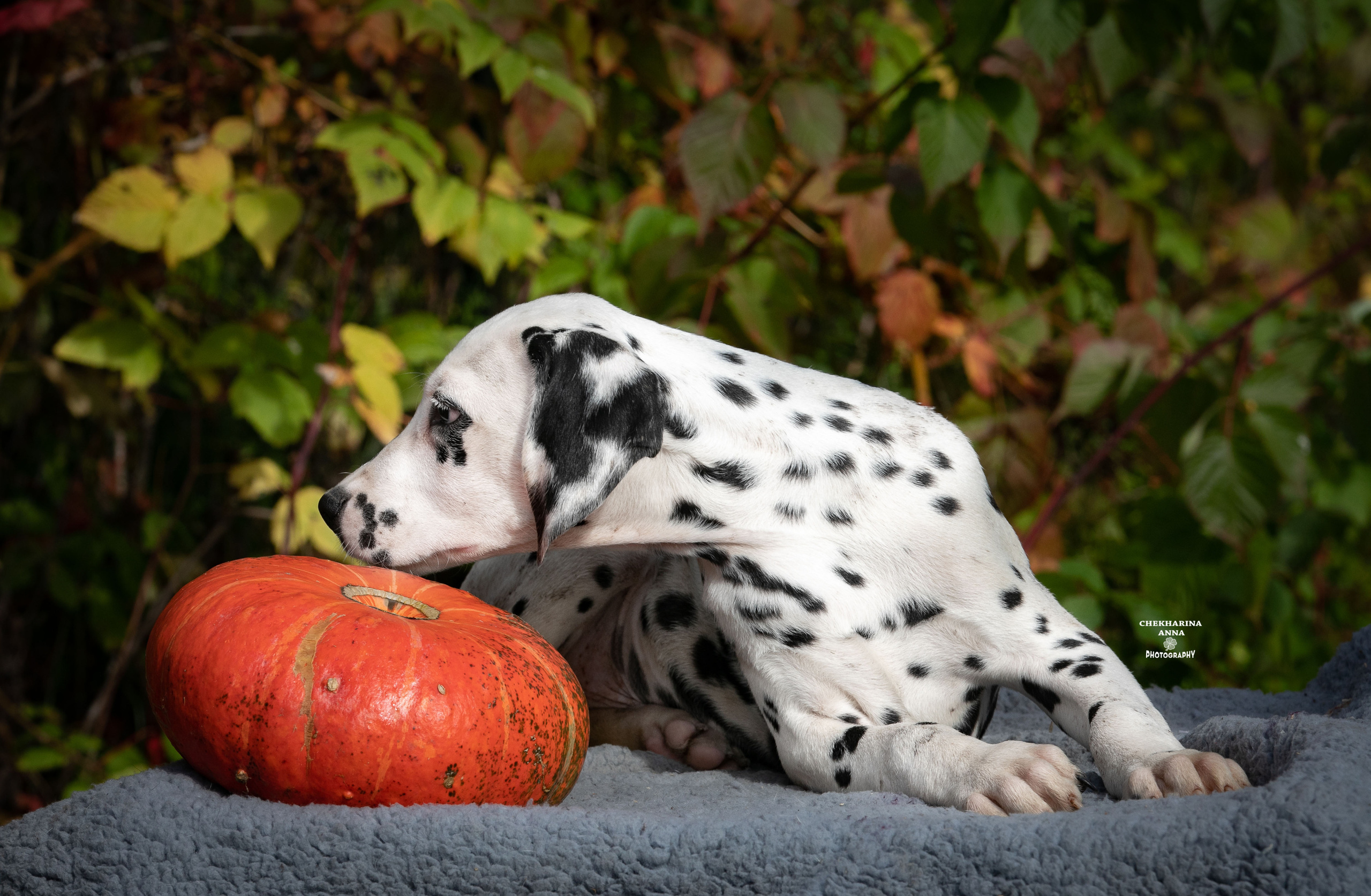 Леон Из Пятнистого Мира Джеррики. Профессиональный фотограф Чехарина Анна / pro photographer Chekharina