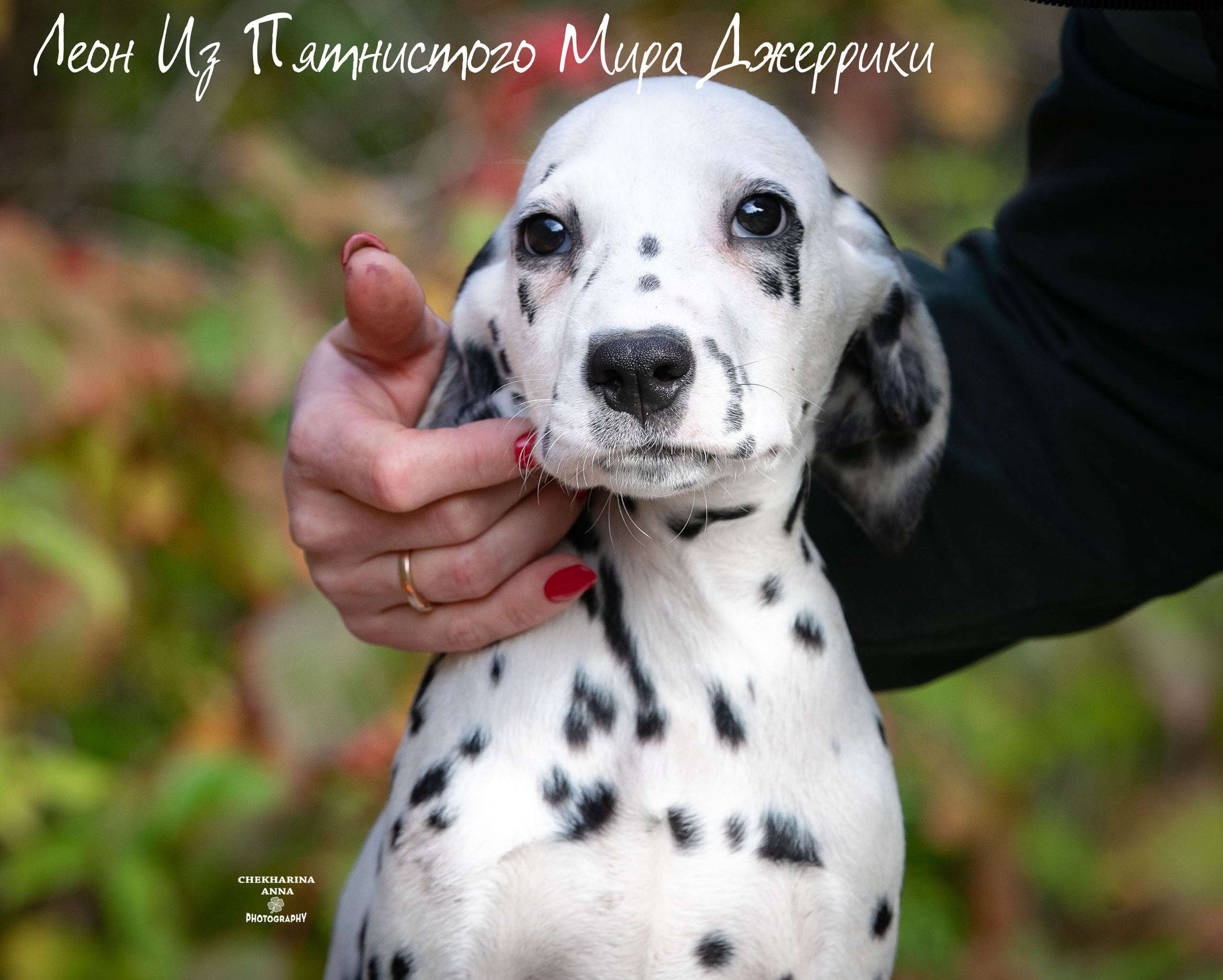 Леон Из Пятнистого Мира Джеррики. Профессиональный фотограф Чехарина Анна / pro photographer Chekharina