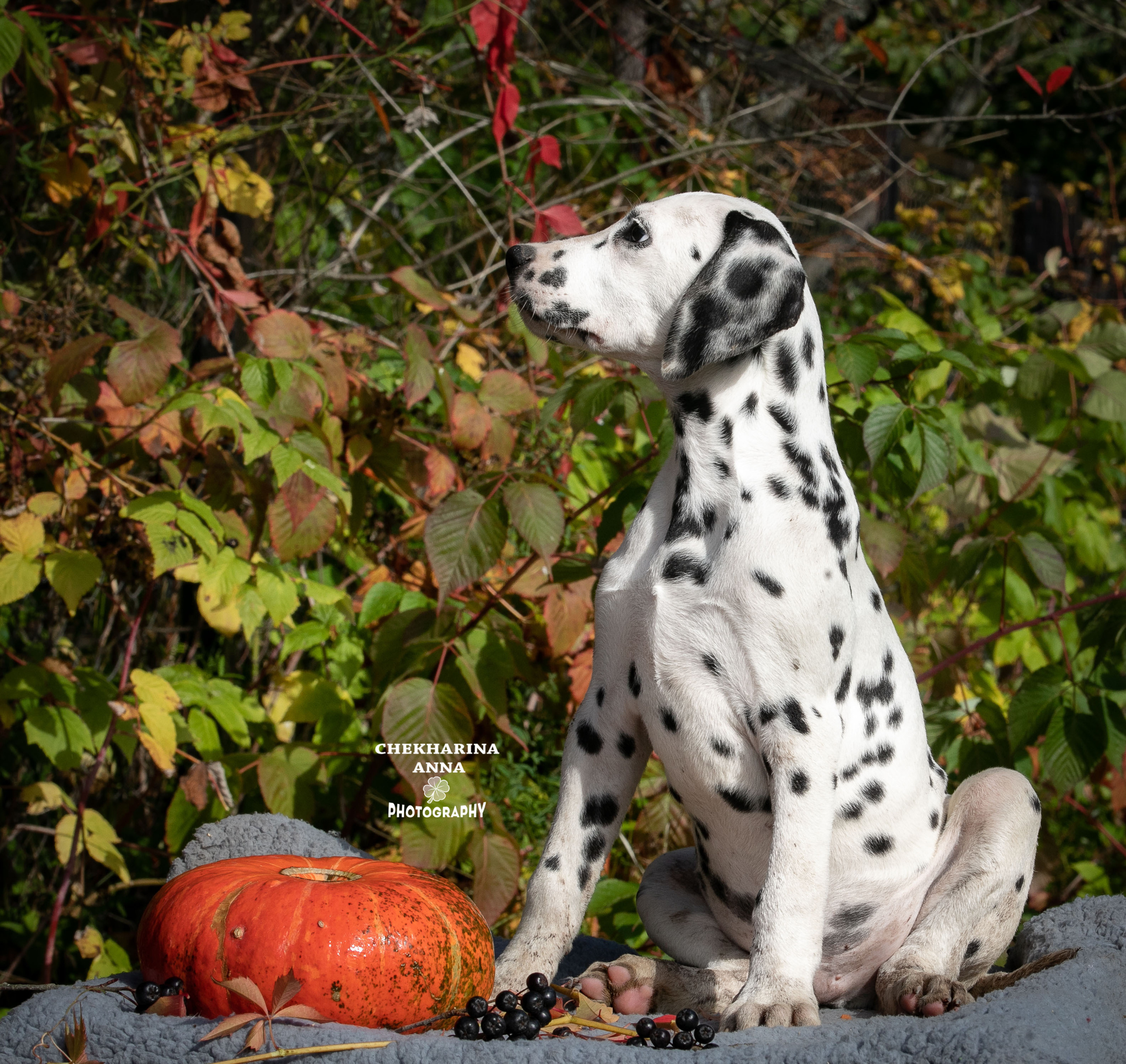 Ларсен. Профессиональный фотограф Чехарина Анна / pro photographer Chekharina