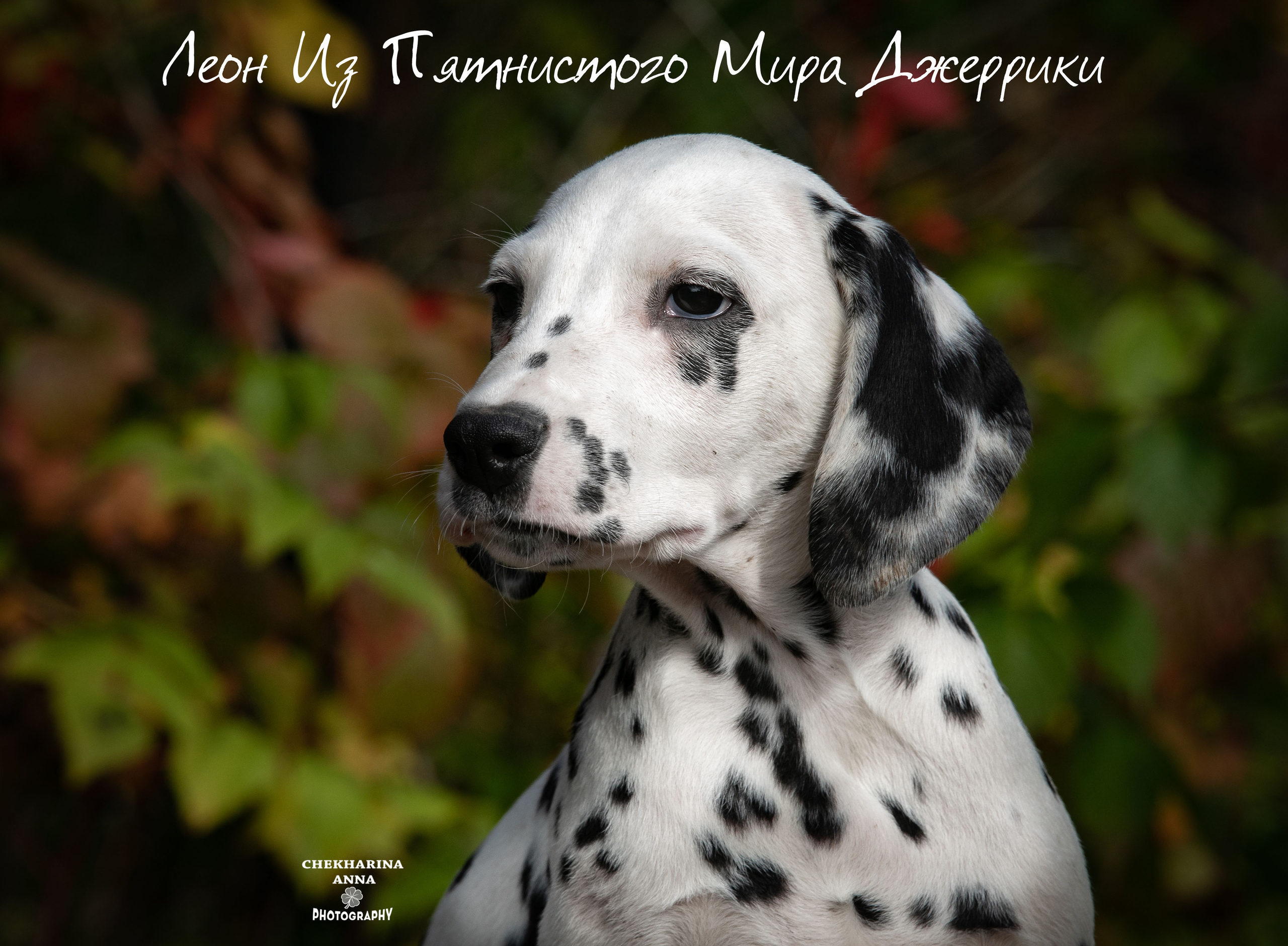 Леон Из Пятнистого Мира Джеррики. Профессиональный фотограф Чехарина Анна / pro photographer Chekharina