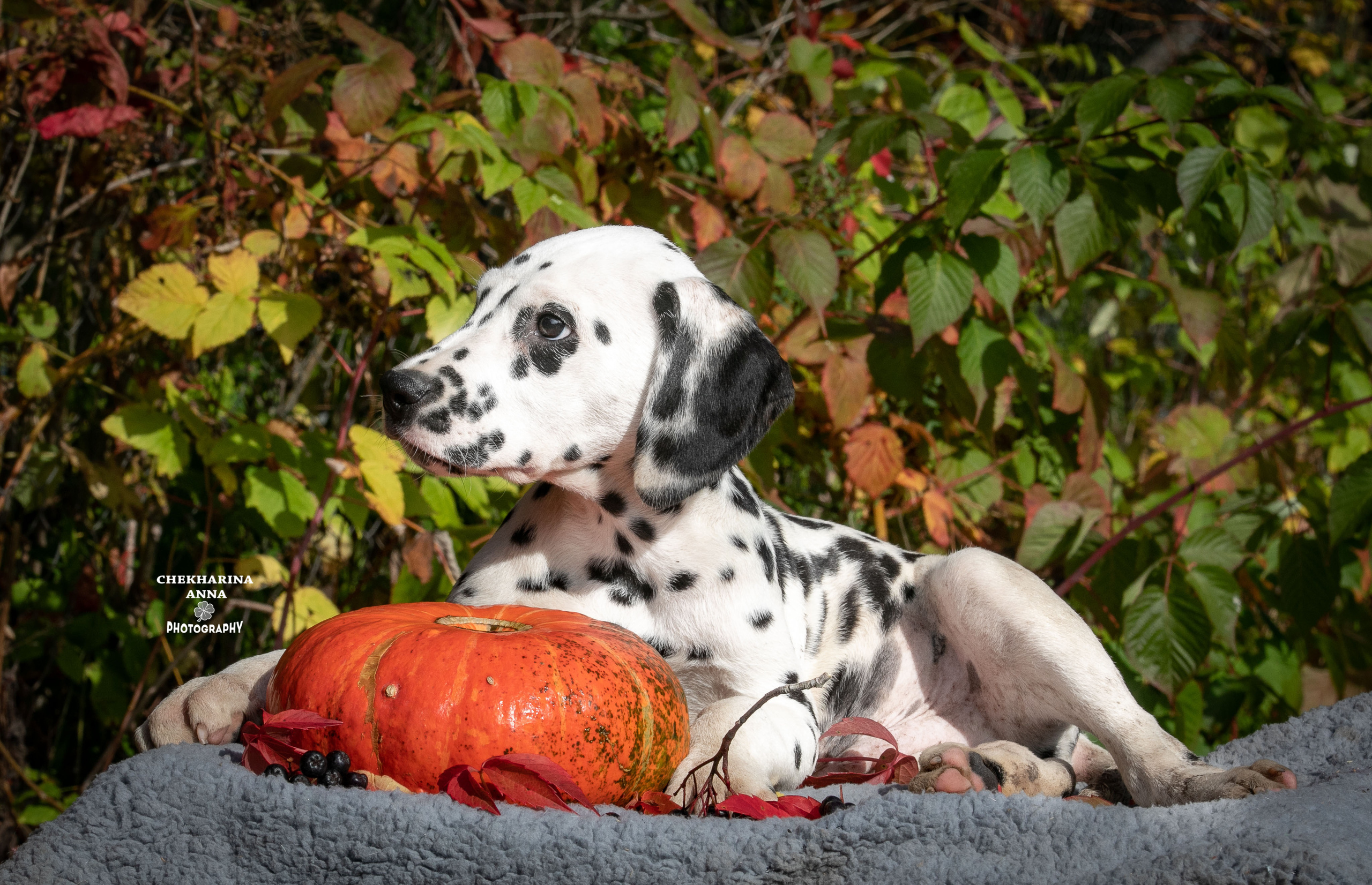 Гранд. Профессиональный фотограф Чехарина Анна / pro photographer Chekharina
