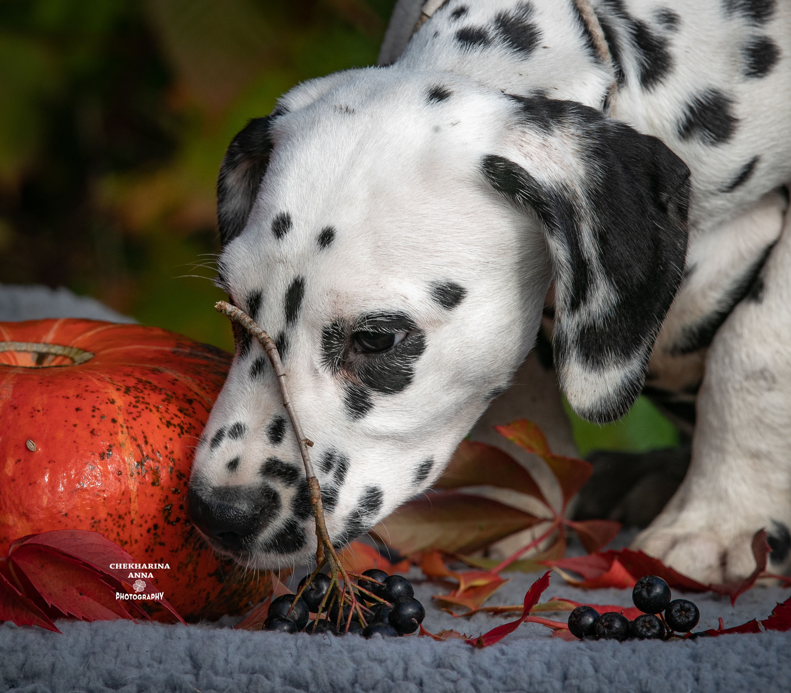 Гранд. Профессиональный фотограф Чехарина Анна / pro photographer Chekharina