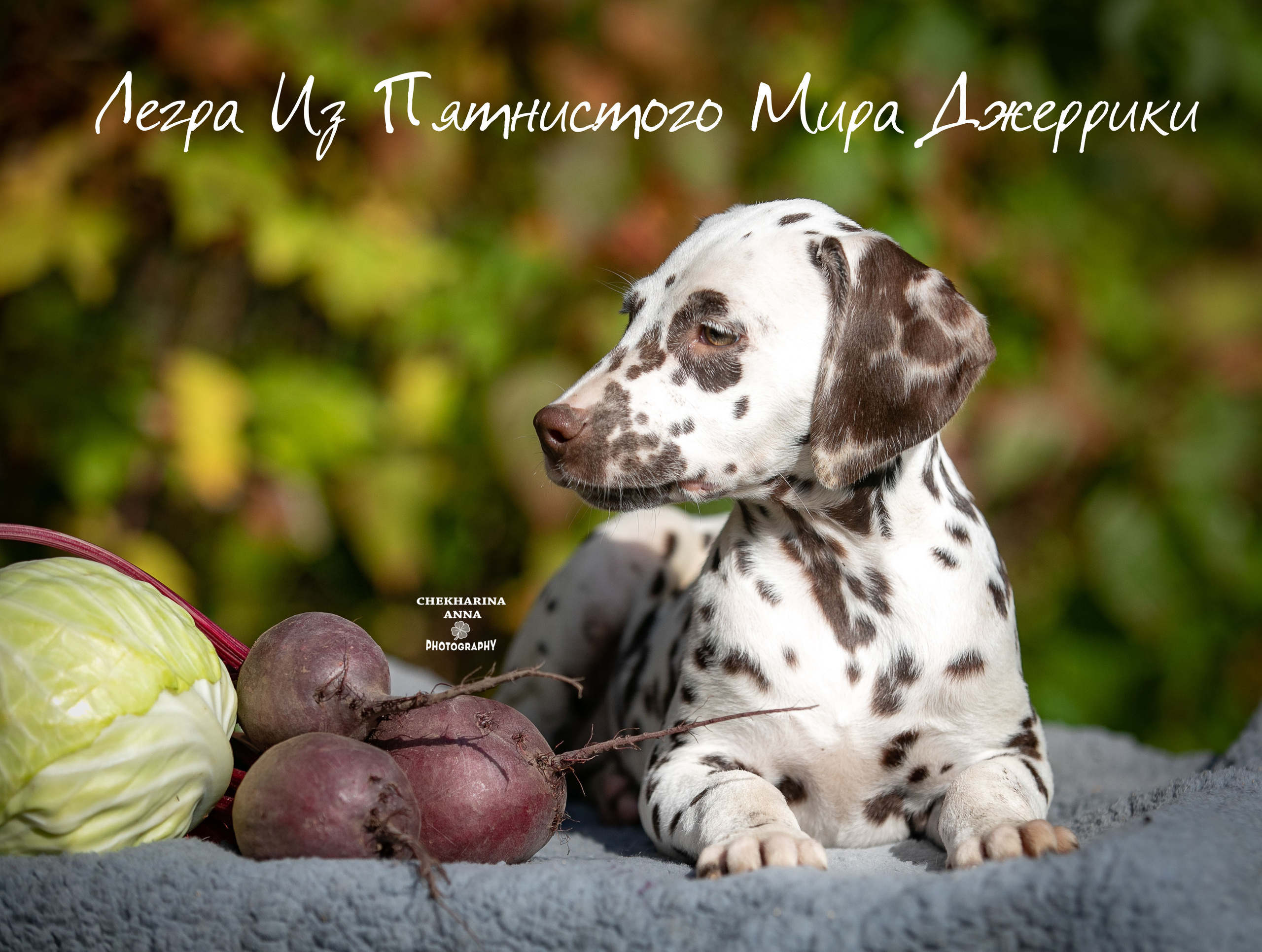 Легра. Профессиональный фотограф Чехарина Анна / pro photographer Chekharina