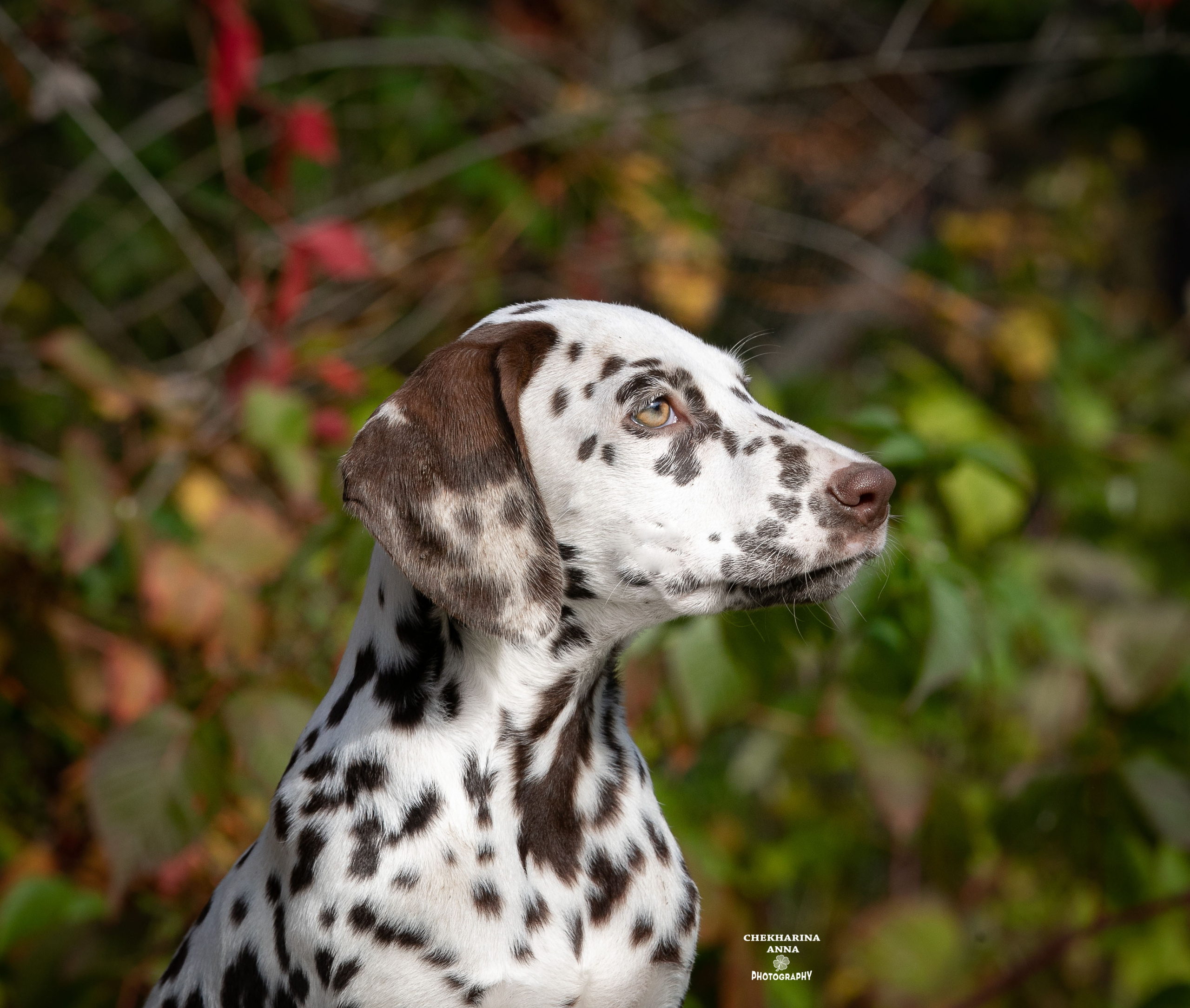 Лаванда. Профессиональный фотограф Чехарина Анна / pro photographer Chekharina