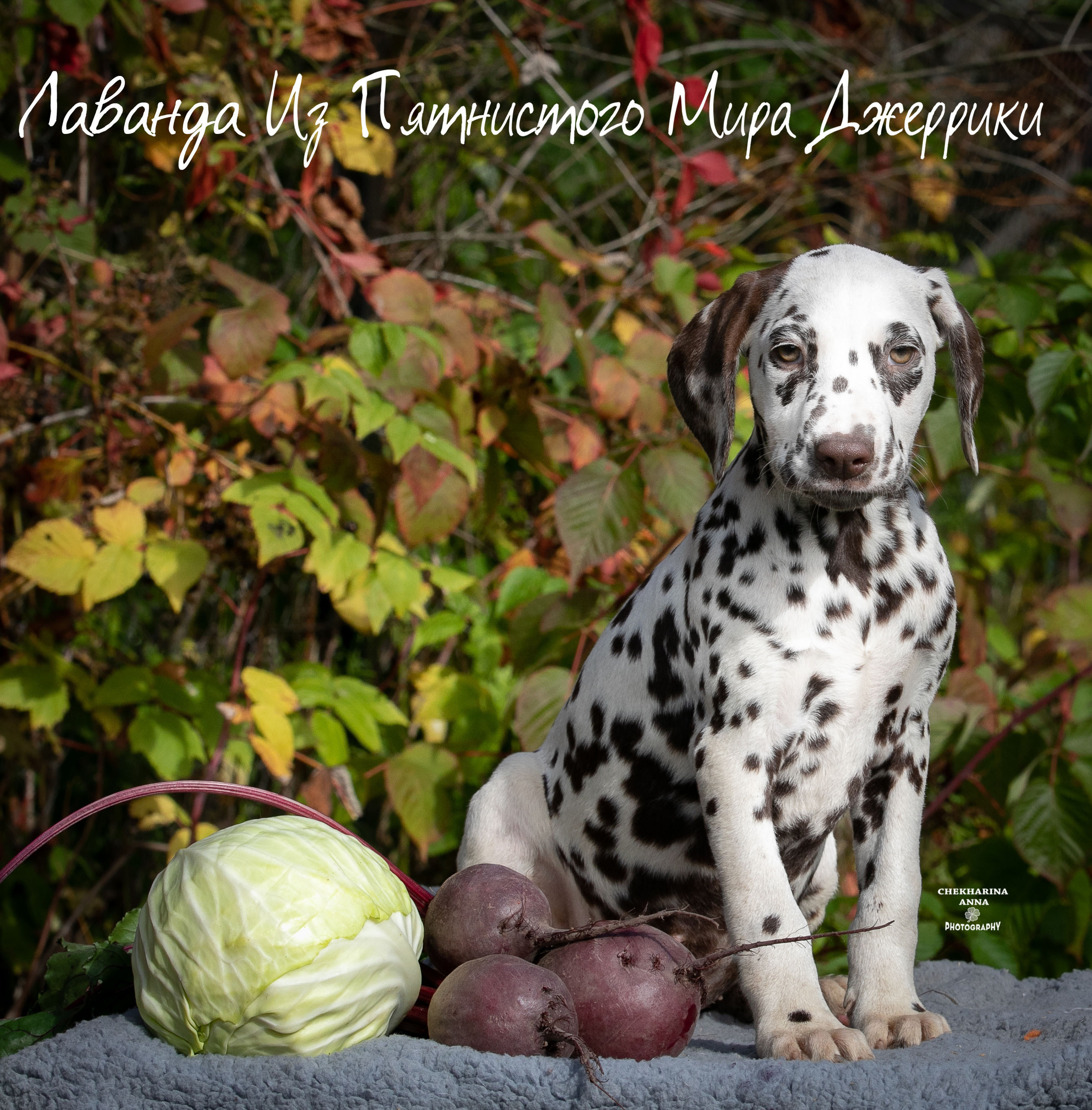 Лаванда. Профессиональный фотограф Чехарина Анна / pro photographer Chekharina