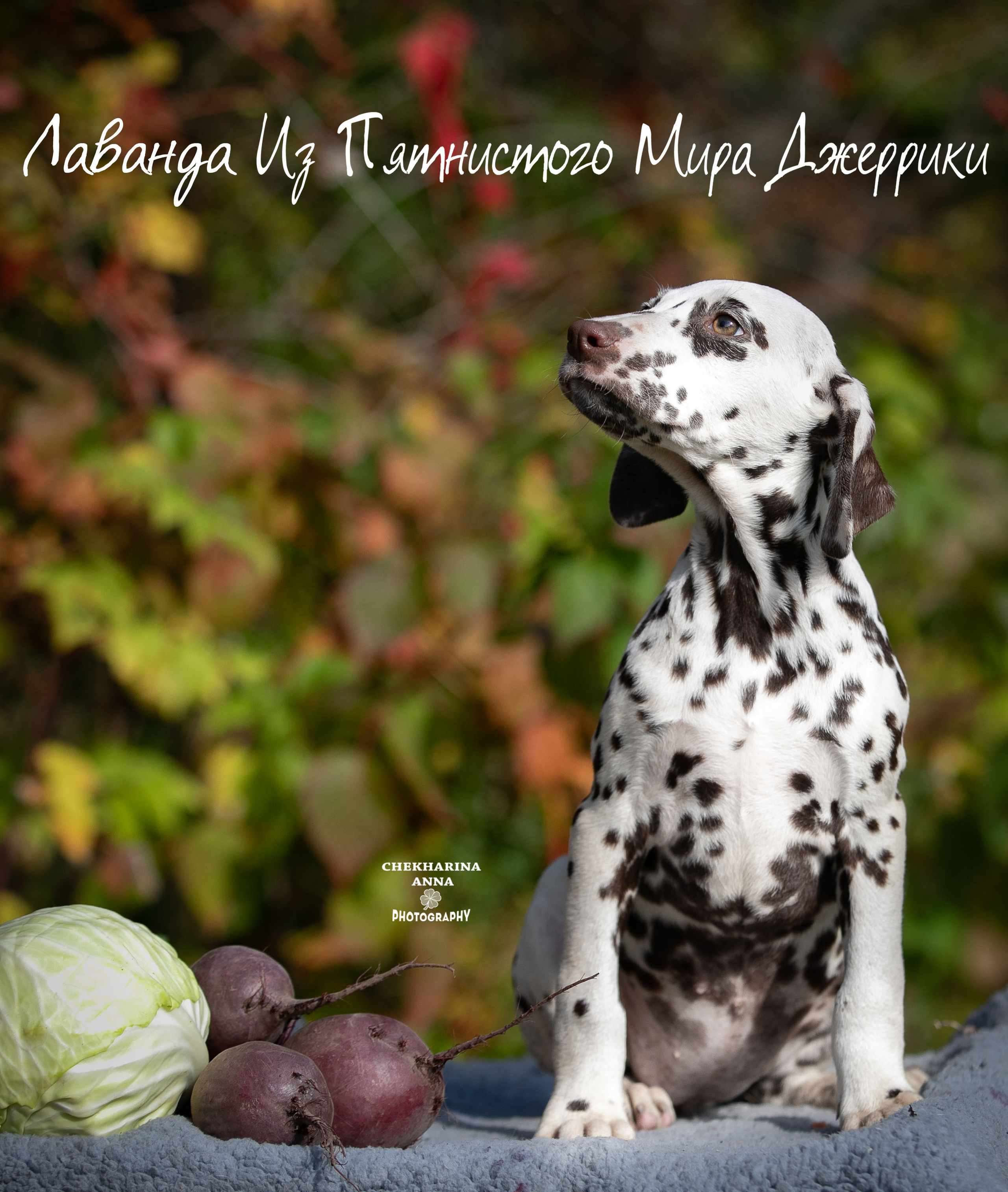 Лаванда. Профессиональный фотограф Чехарина Анна / pro photographer Chekharina