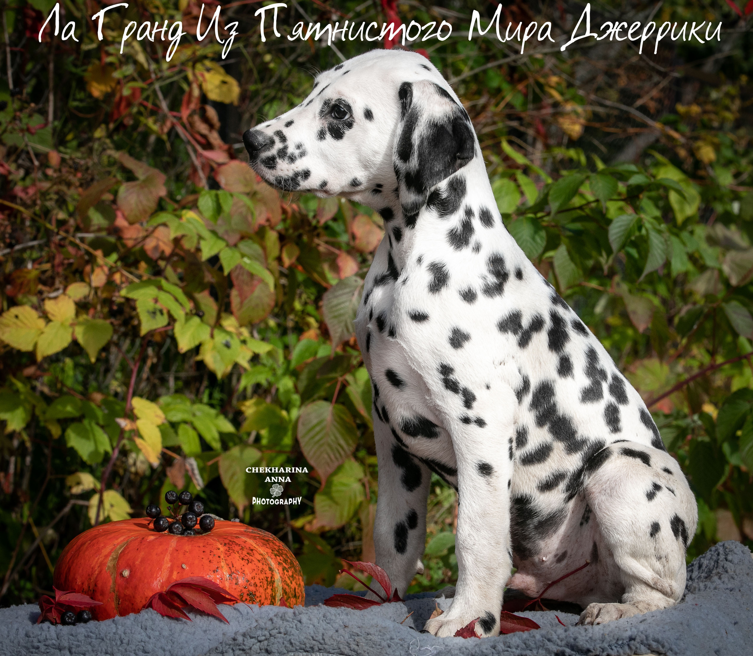 Гранд. Профессиональный фотограф Чехарина Анна / pro photographer Chekharina