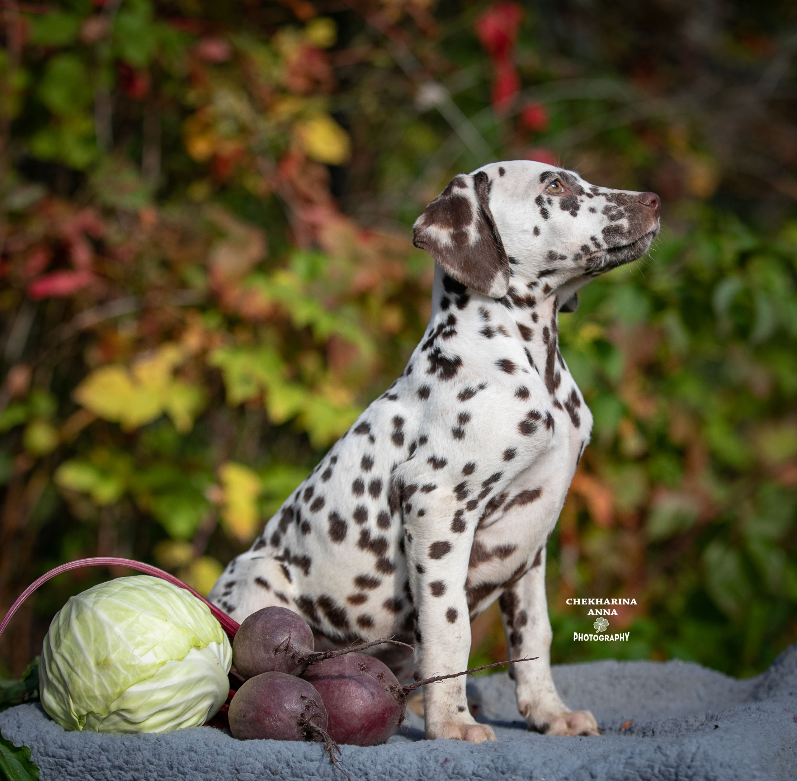 Легра. Профессиональный фотограф Чехарина Анна / pro photographer Chekharina