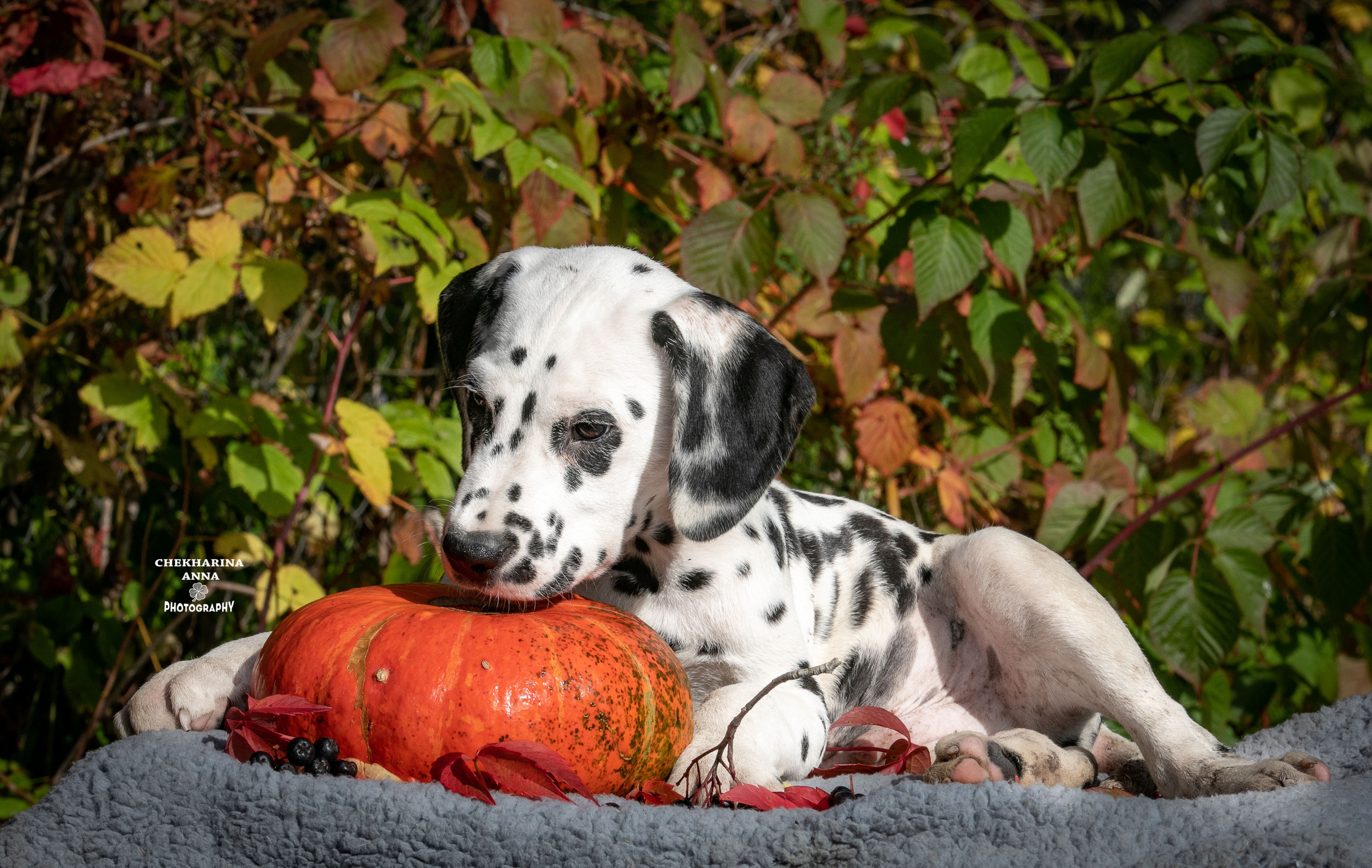 Гранд. Профессиональный фотограф Чехарина Анна / pro photographer Chekharina