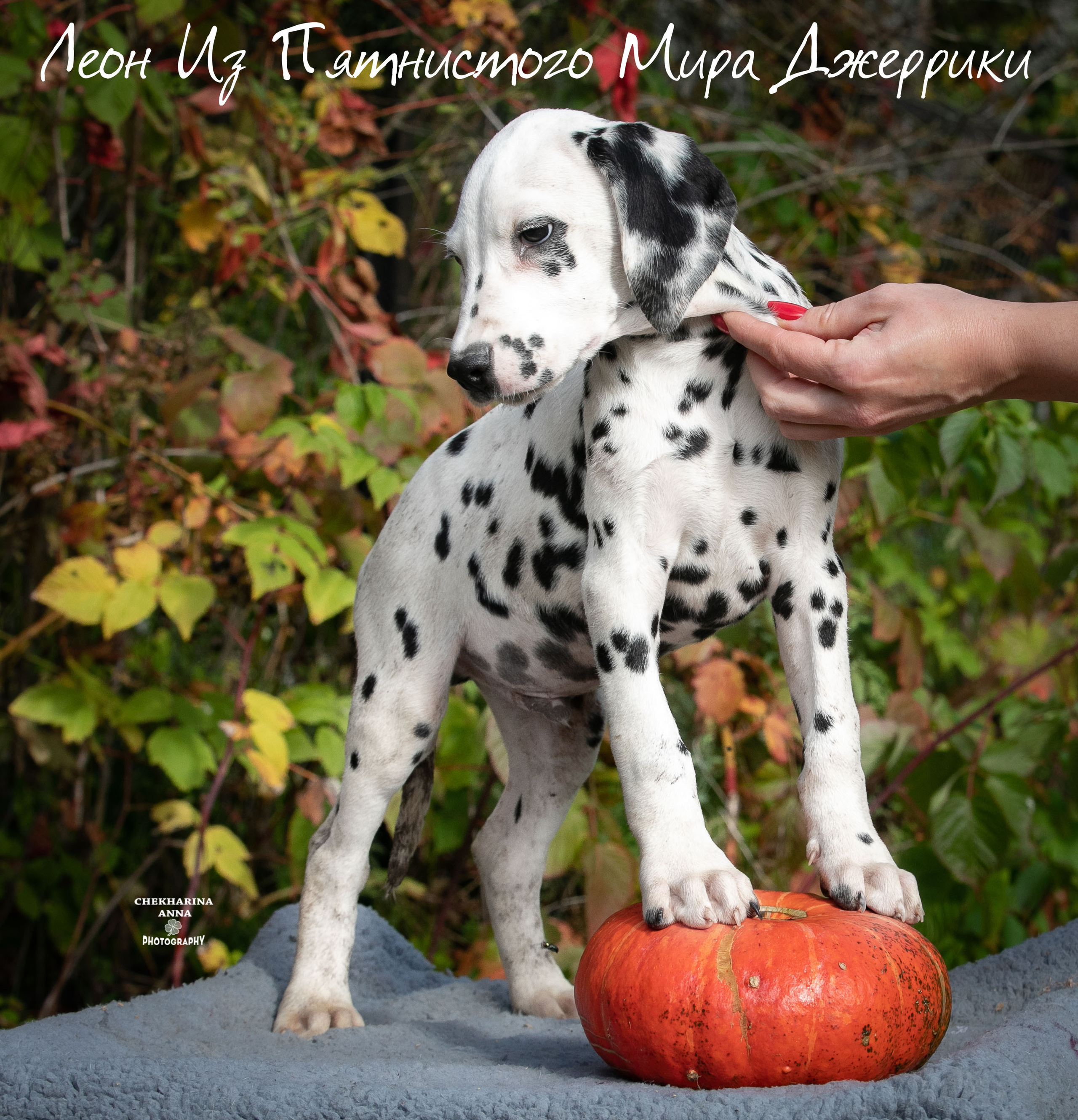 Леон Из Пятнистого Мира Джеррики. Профессиональный фотограф Чехарина Анна / pro photographer Chekharina