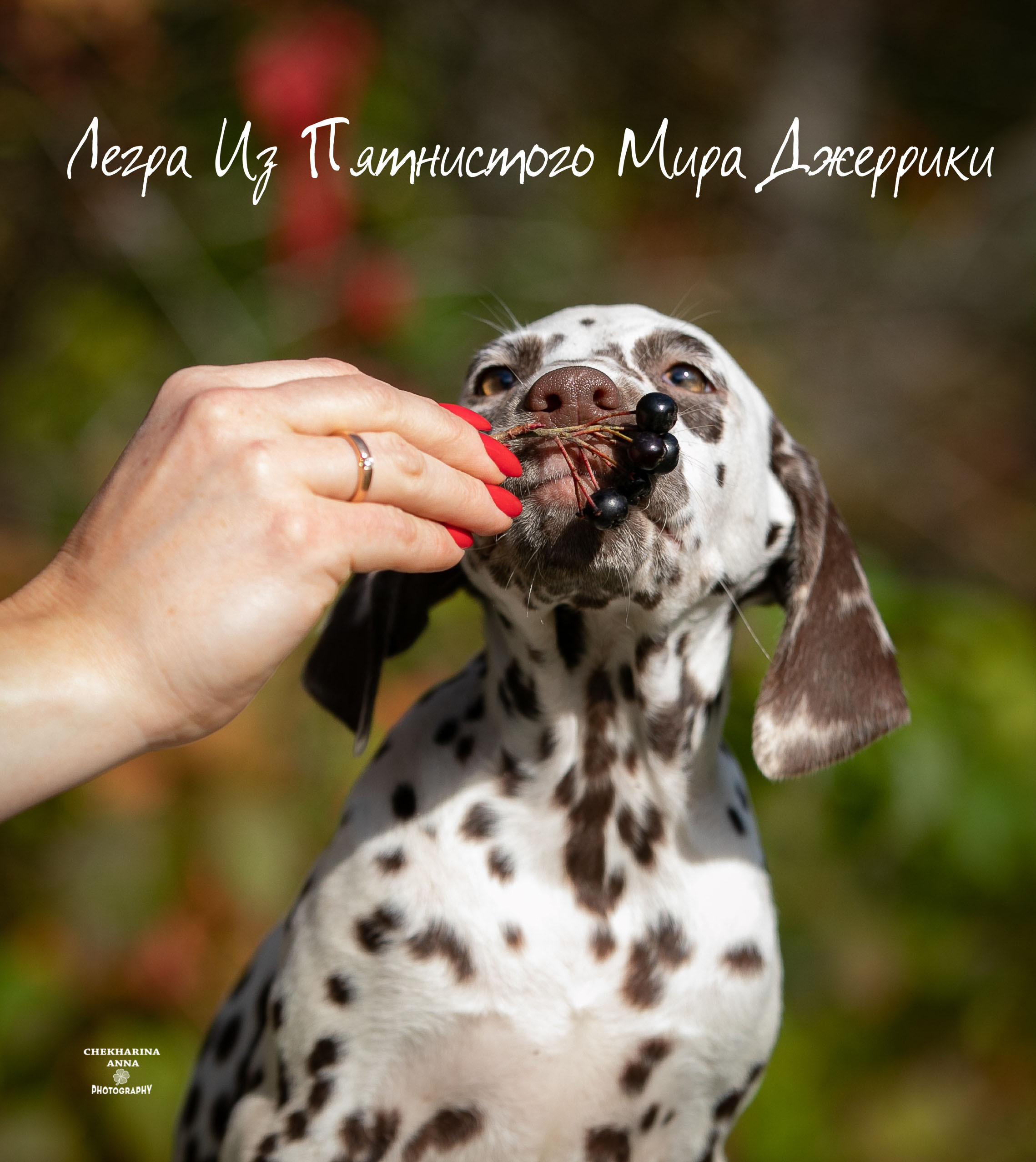 Легра. Профессиональный фотограф Чехарина Анна / pro photographer Chekharina