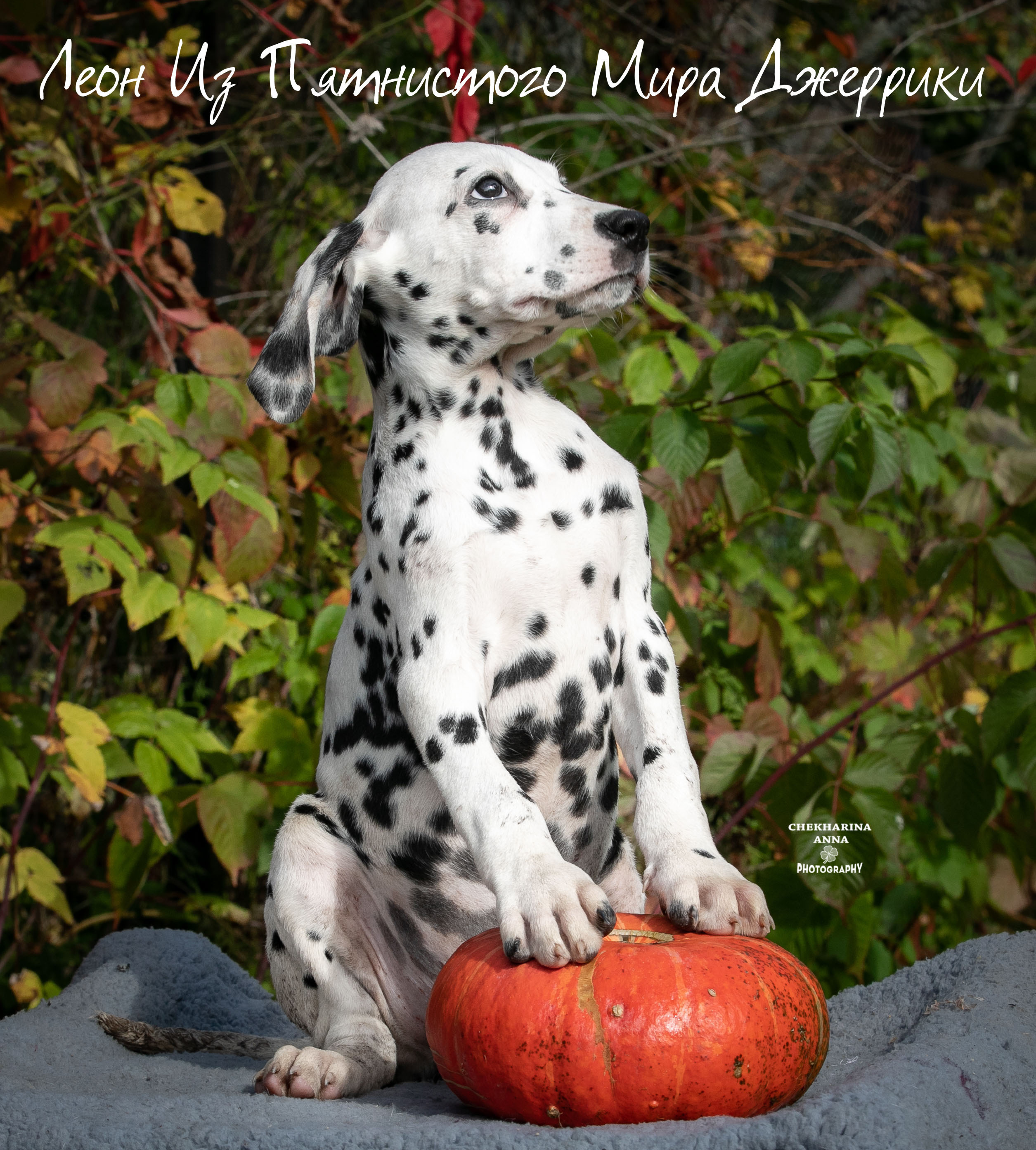Леон Из Пятнистого Мира Джеррики. Профессиональный фотограф Чехарина Анна / pro photographer Chekharina