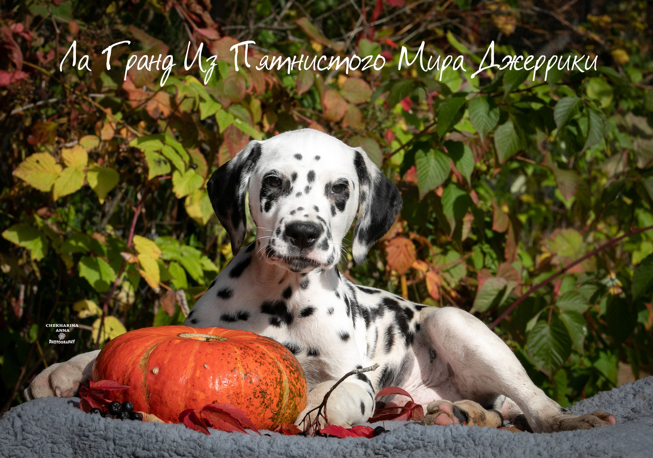 Гранд. Профессиональный фотограф Чехарина Анна / pro photographer Chekharina