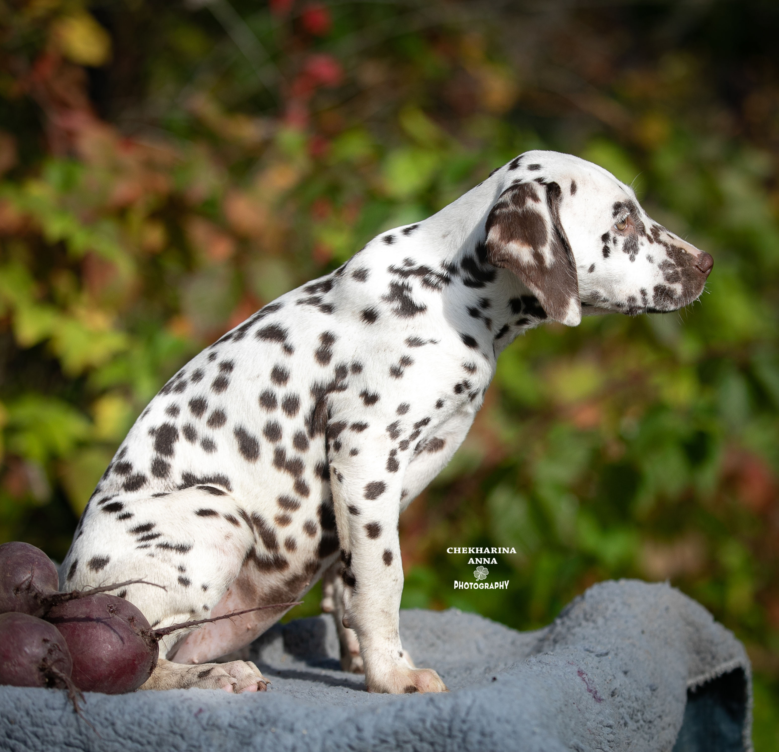 Легра. Профессиональный фотограф Чехарина Анна / pro photographer Chekharina
