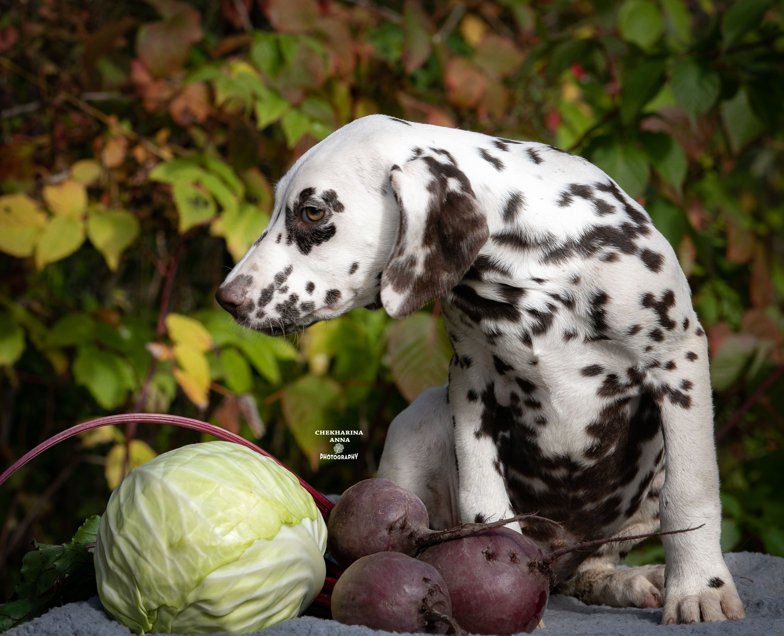Лаванда. Профессиональный фотограф Чехарина Анна / pro photographer Chekharina