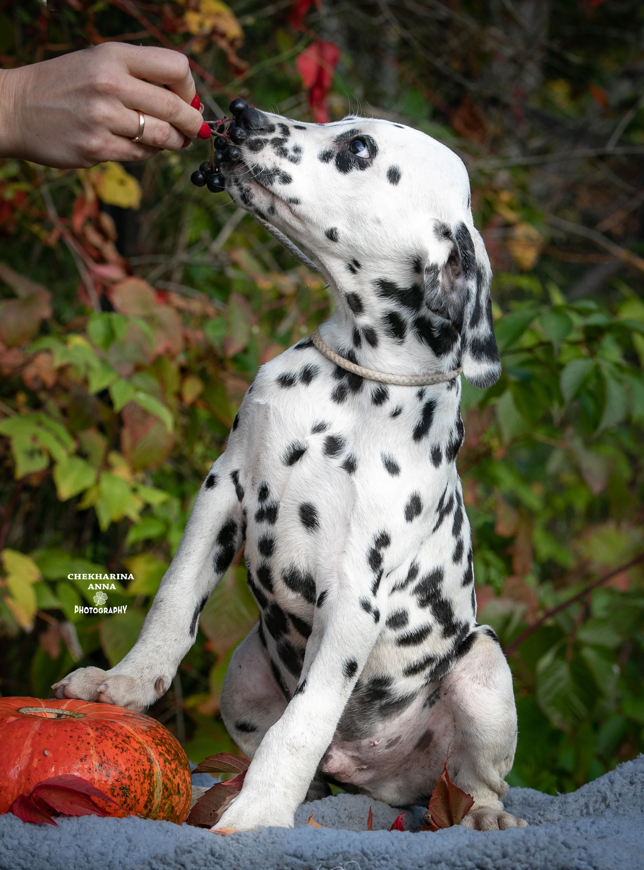 Гранд. Профессиональный фотограф Чехарина Анна / pro photographer Chekharina