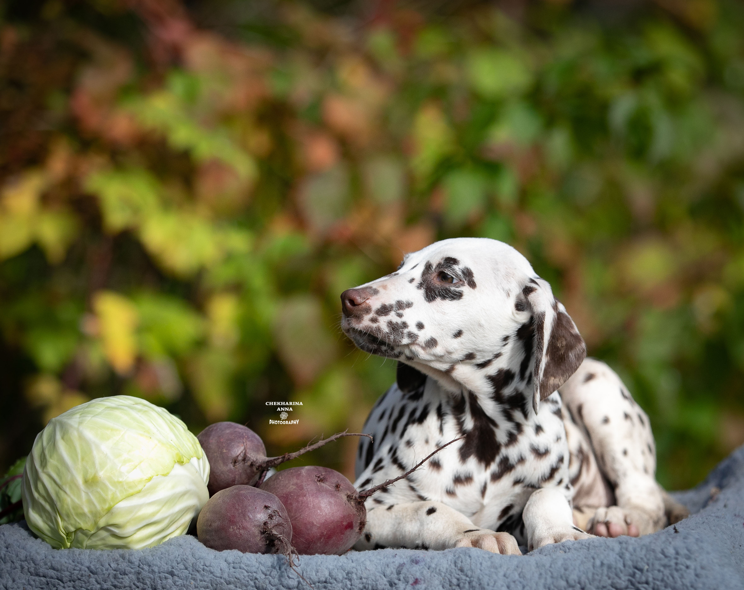 Лаванда. Профессиональный фотограф Чехарина Анна / pro photographer Chekharina